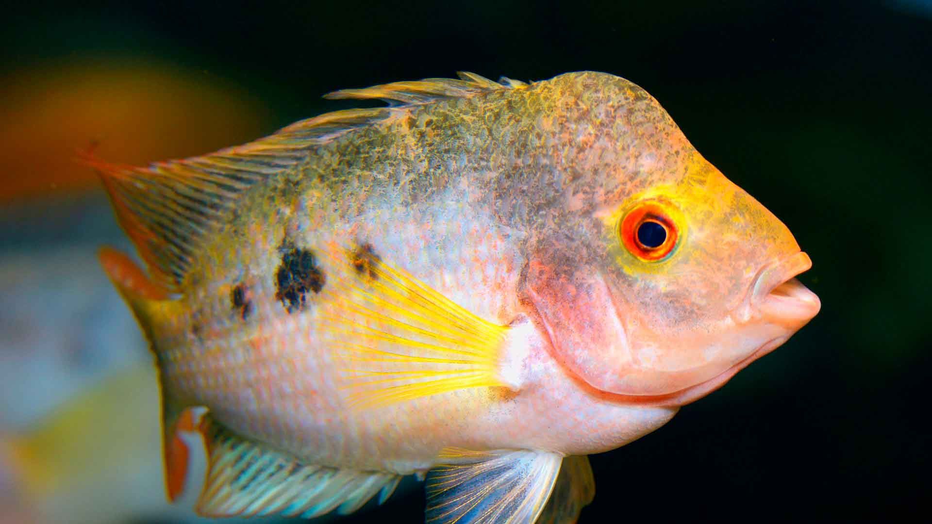 Midas Cichlid