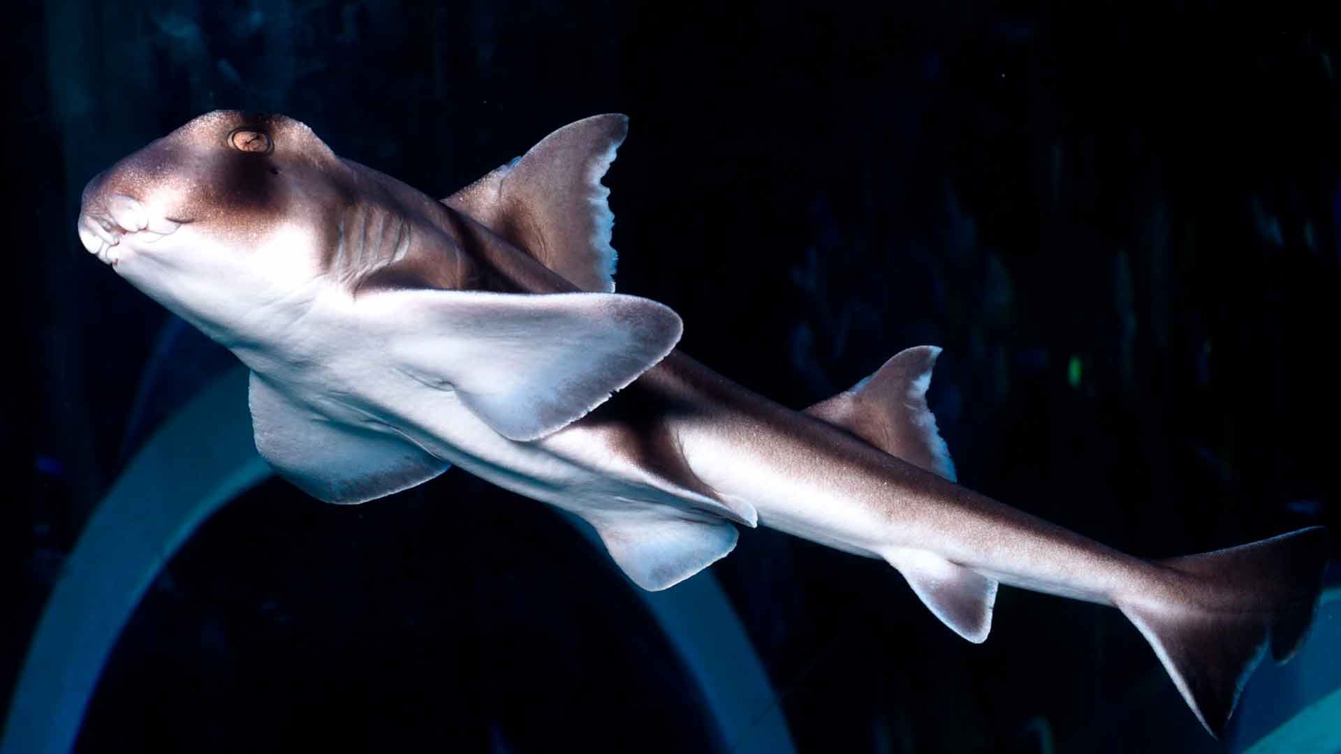 Port Jackson Shark