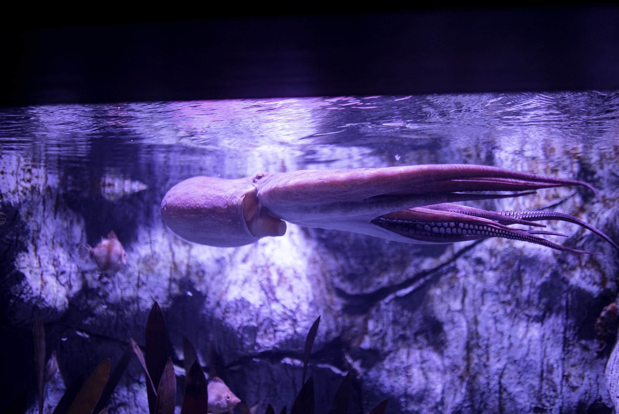 Pulpo común en posición horizontal