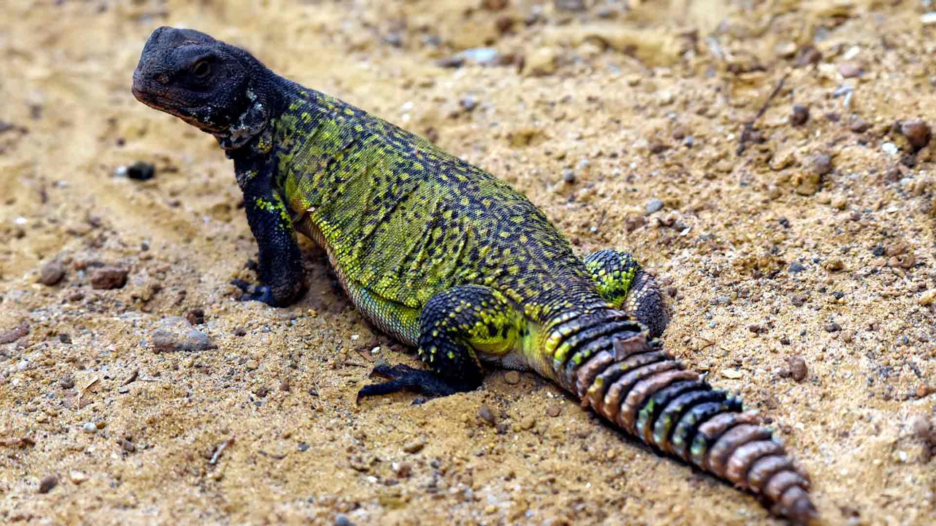 Spiny Tailed Lizard