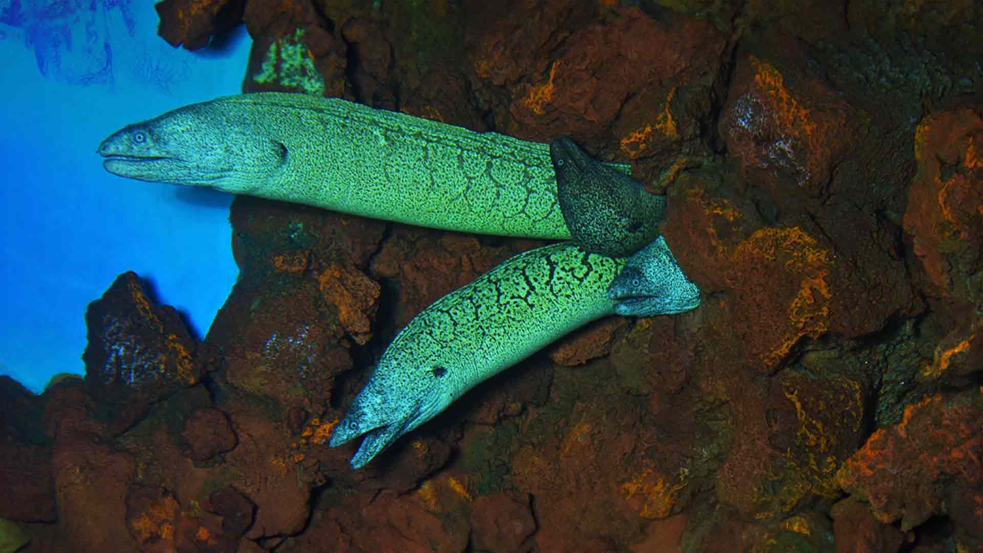 Moray Eel