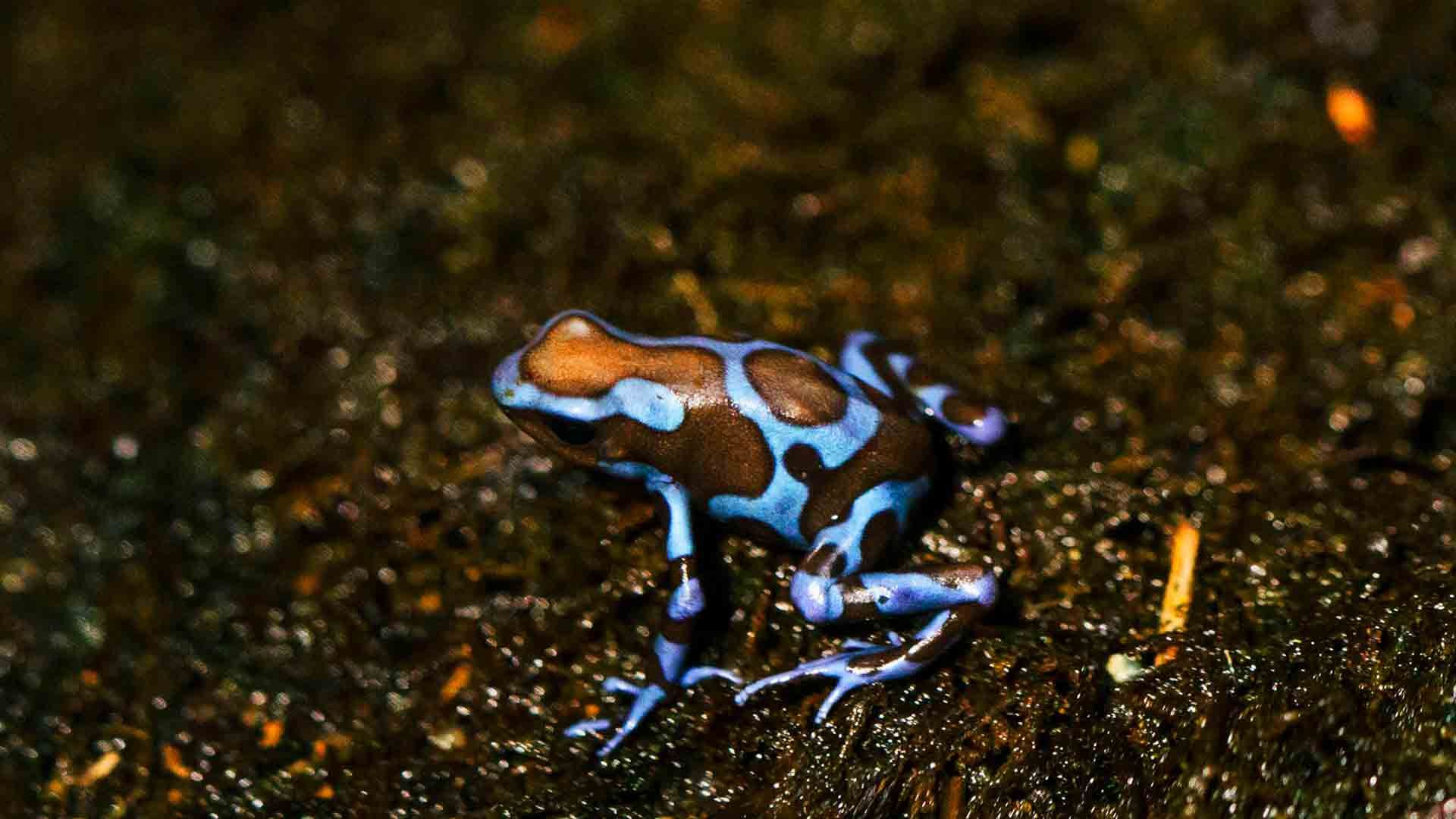 Blue Poison Dart Frog