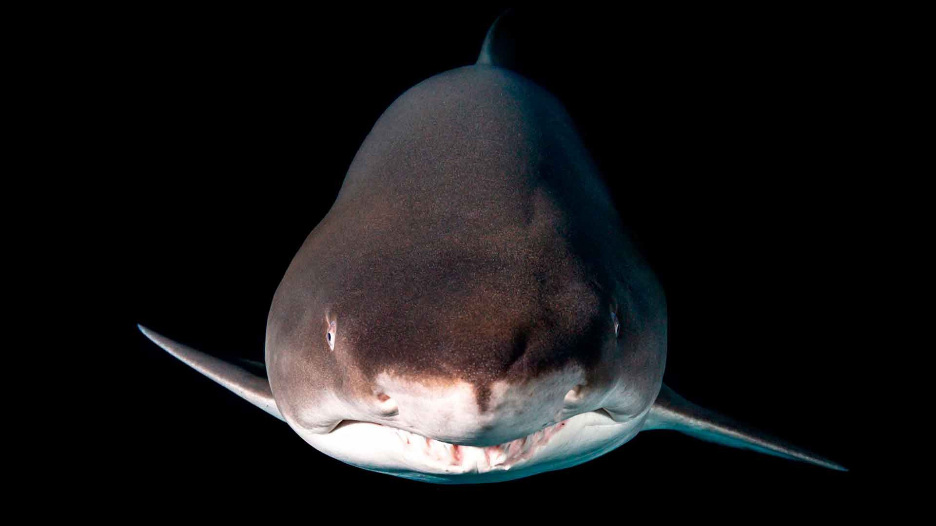 Sand Tiger Shark