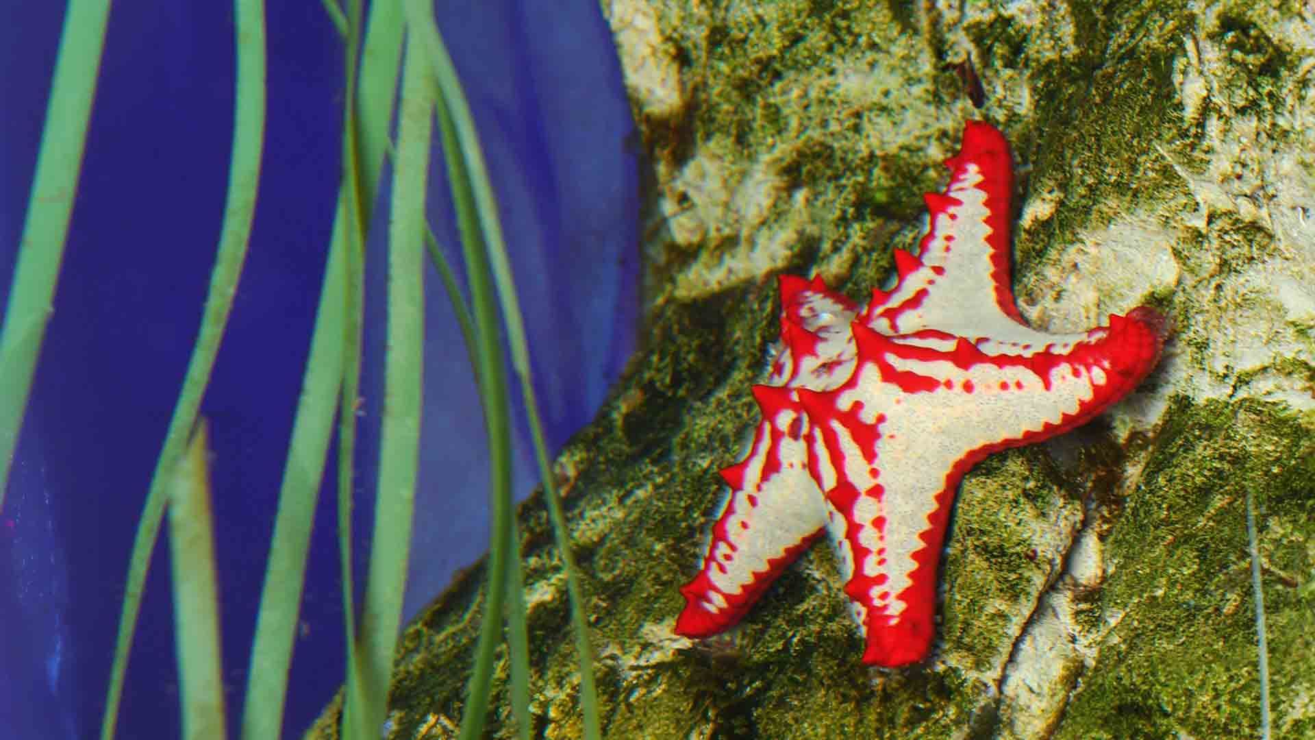 Mediterranean Red Sea Star