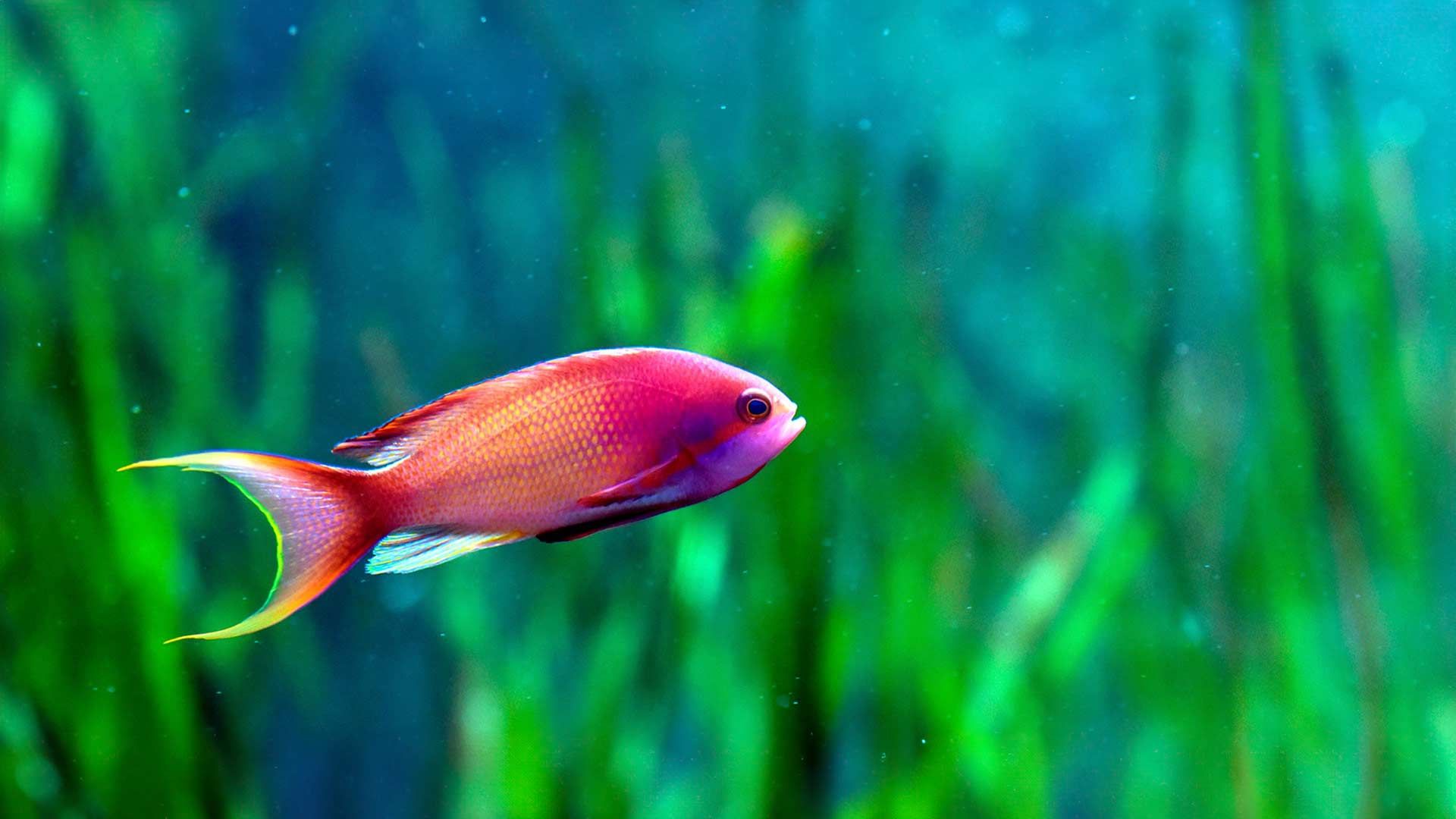 Red Bar Anthias