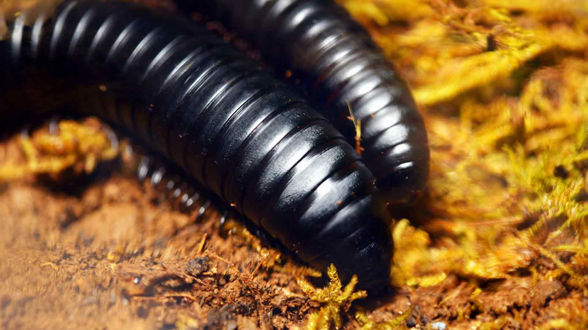 Giant African Millipede