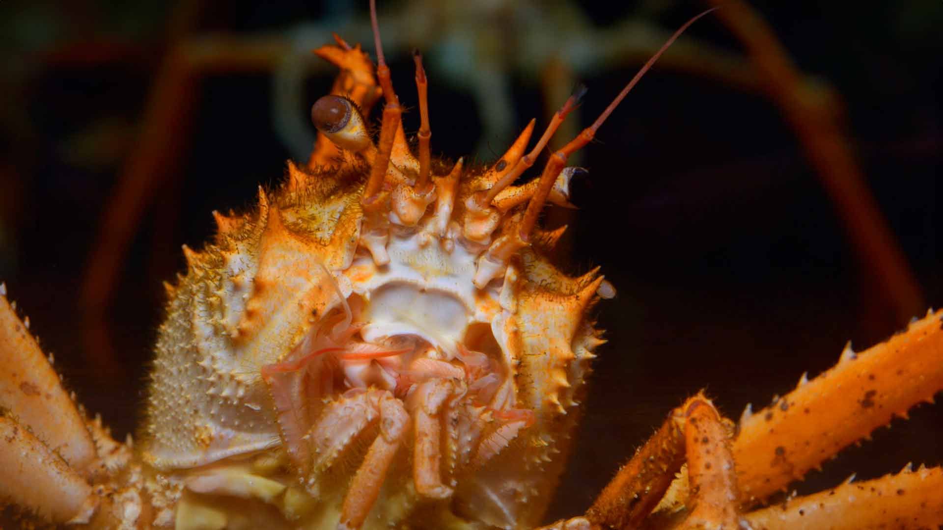 Giant Spider Crab