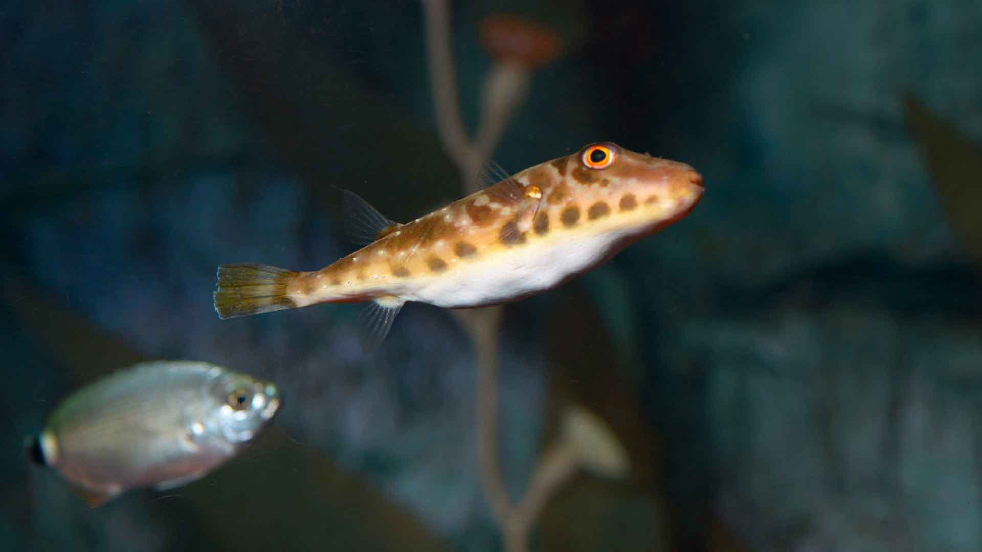 Guinean Puffer