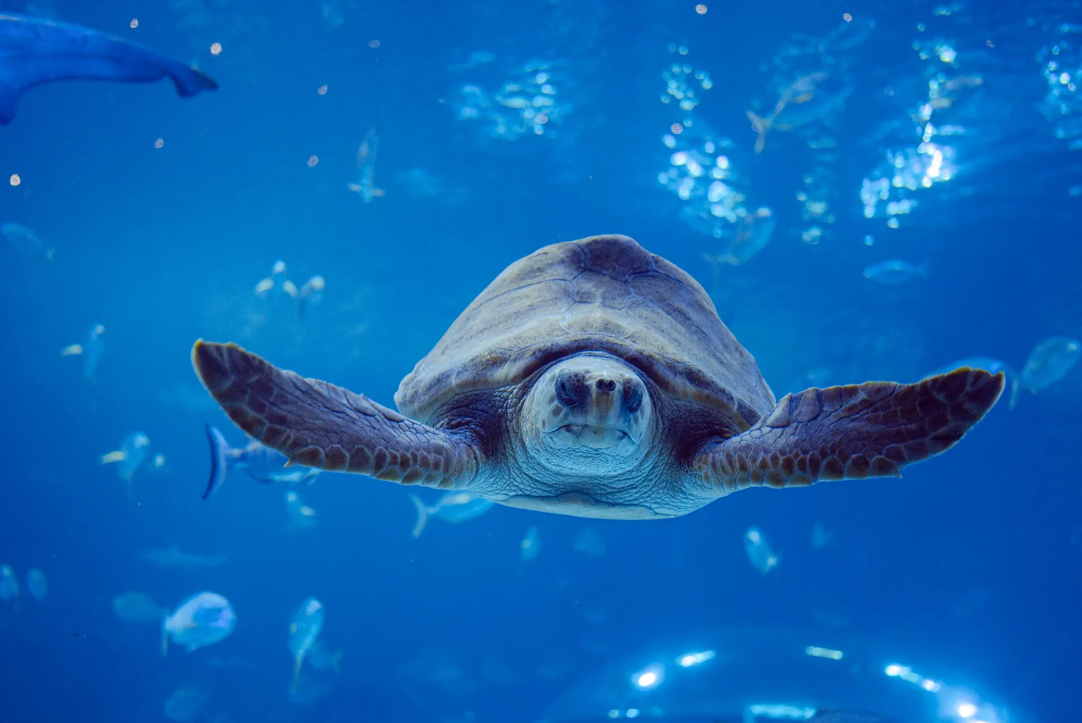 Tortuga Boba