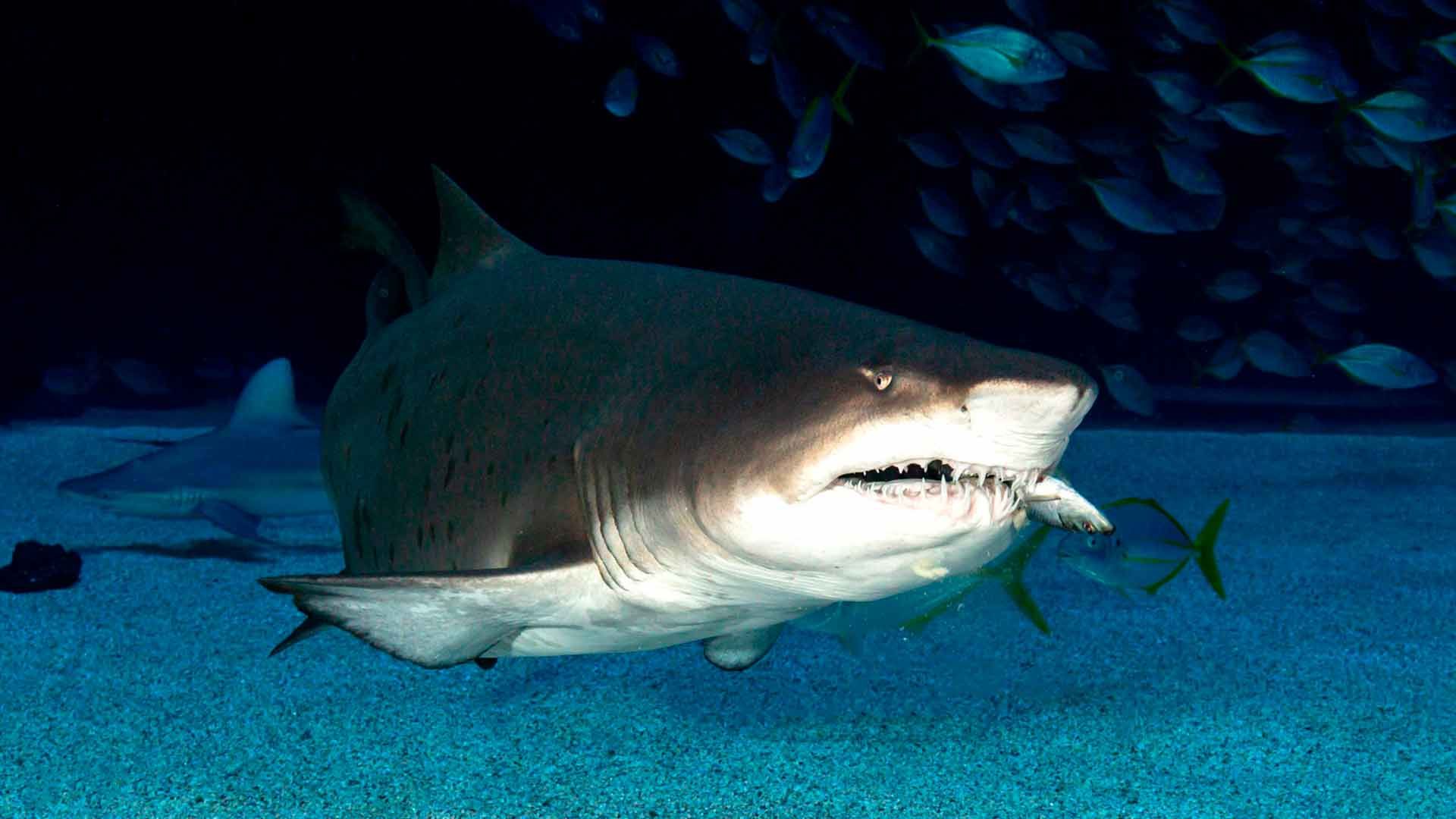 Sand Tiger Shark