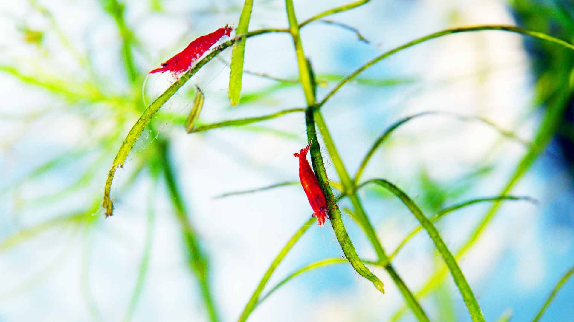 Cherry Shrimp