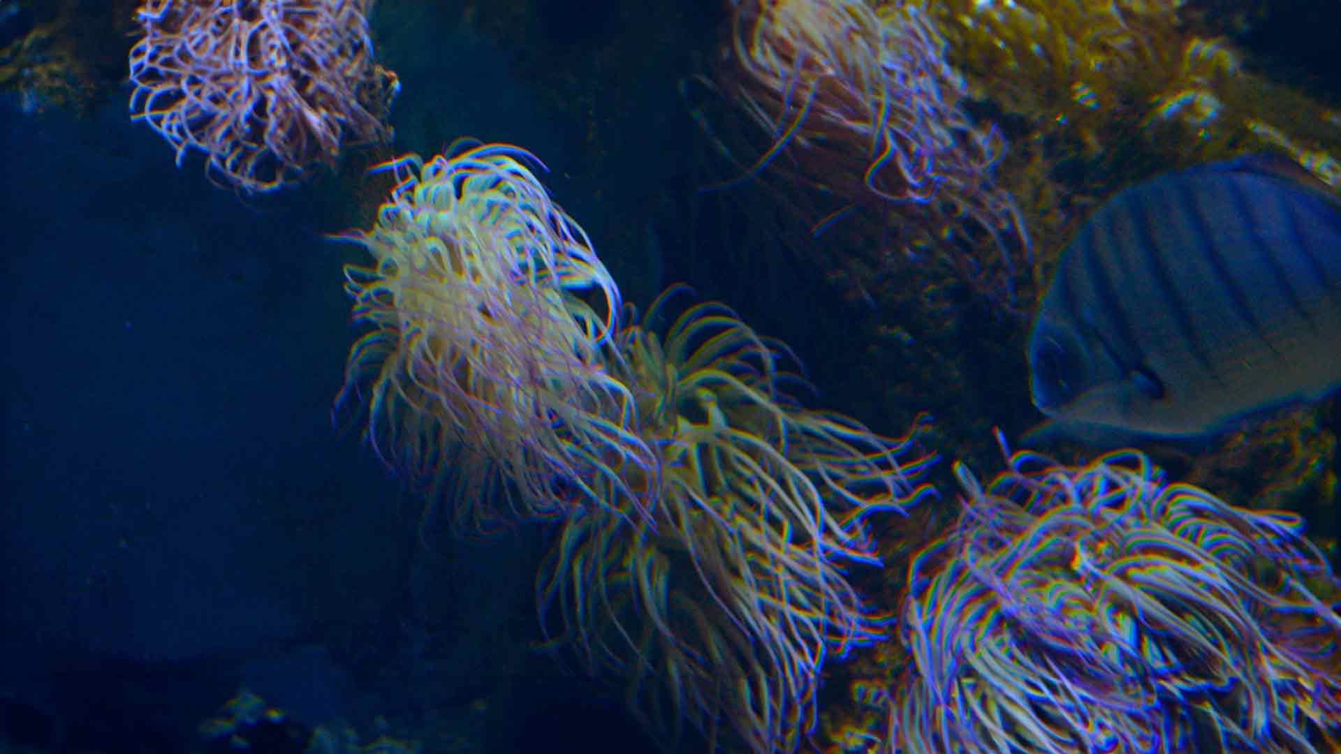 Snakelocks Sea Anemone