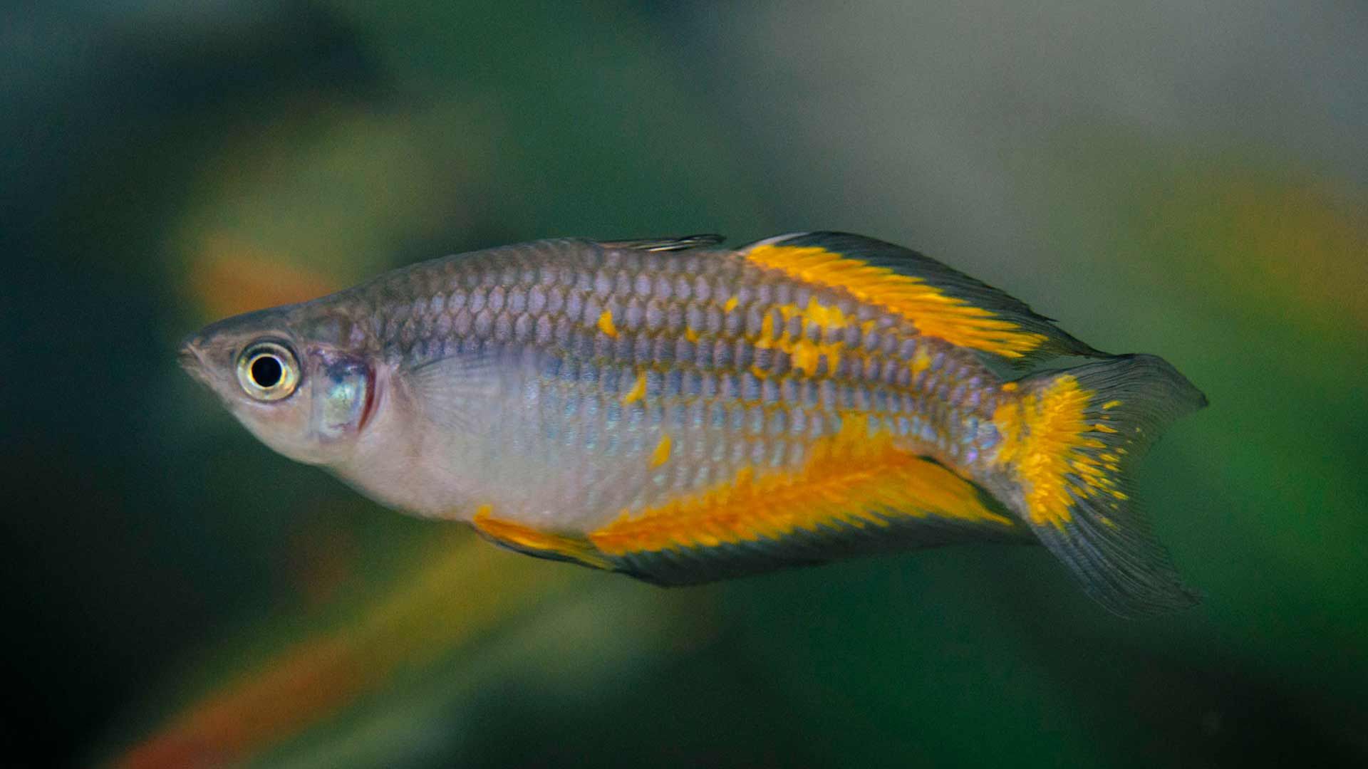 Regenbogenfisch Poema Del Mar Aquarium Gran Canaria