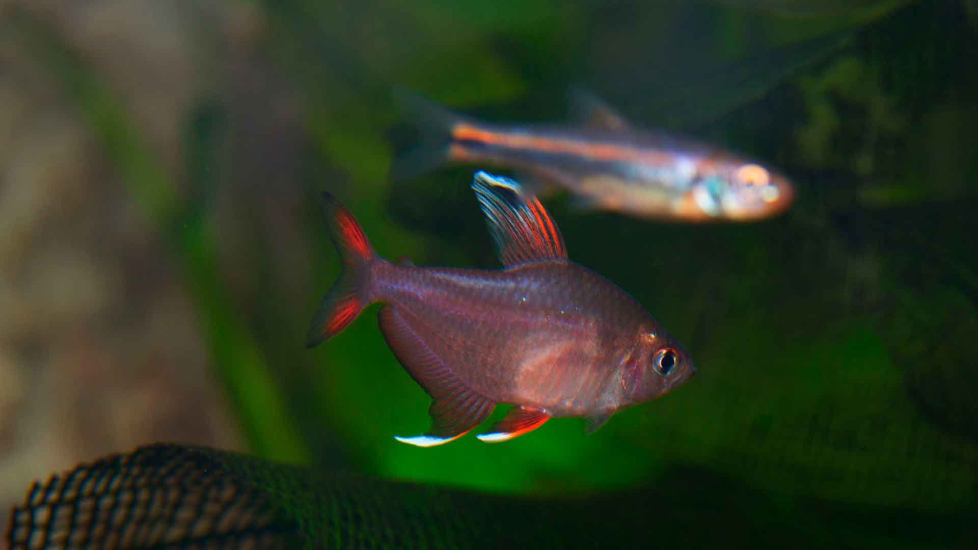 Moonrise Pink Glofish Tetra