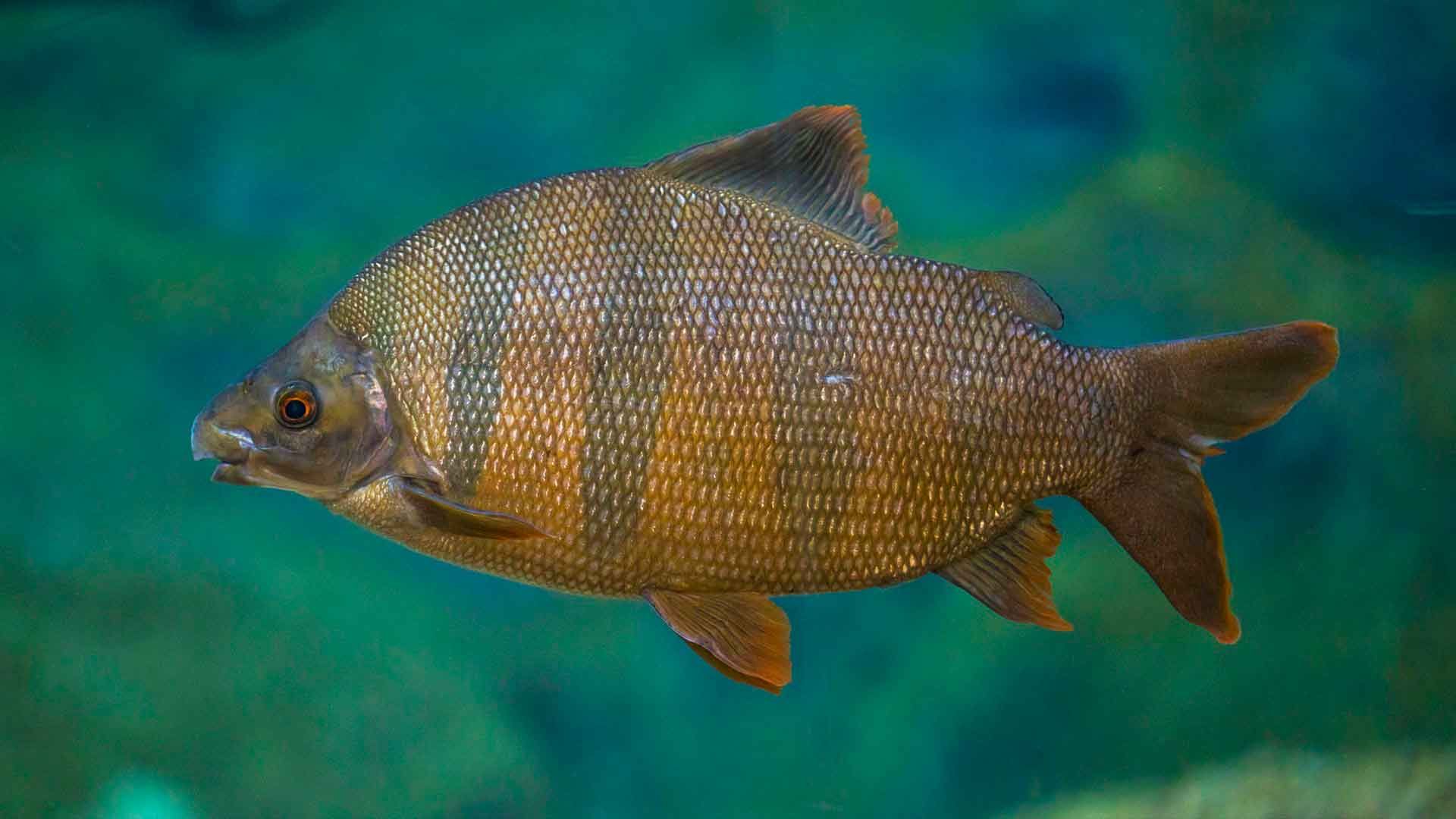 Chinese High Fin Banded Shark