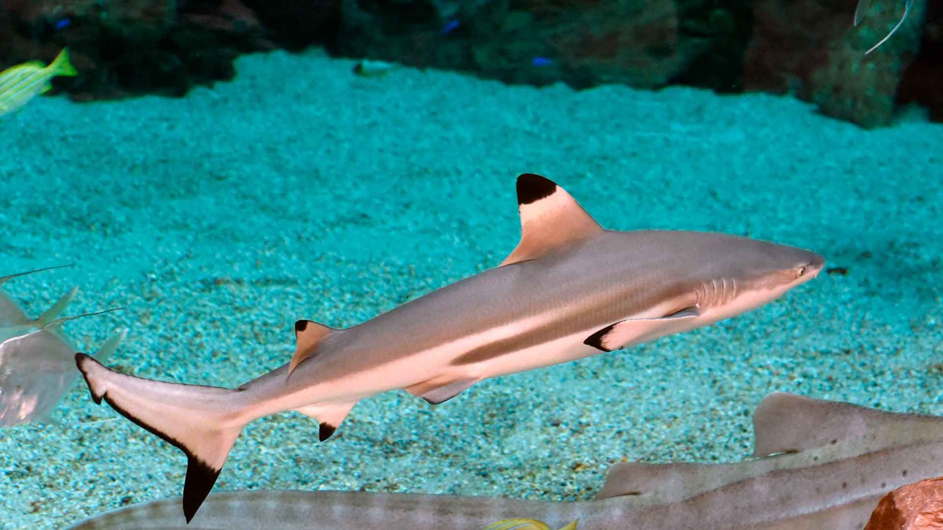 Blacktip Shark