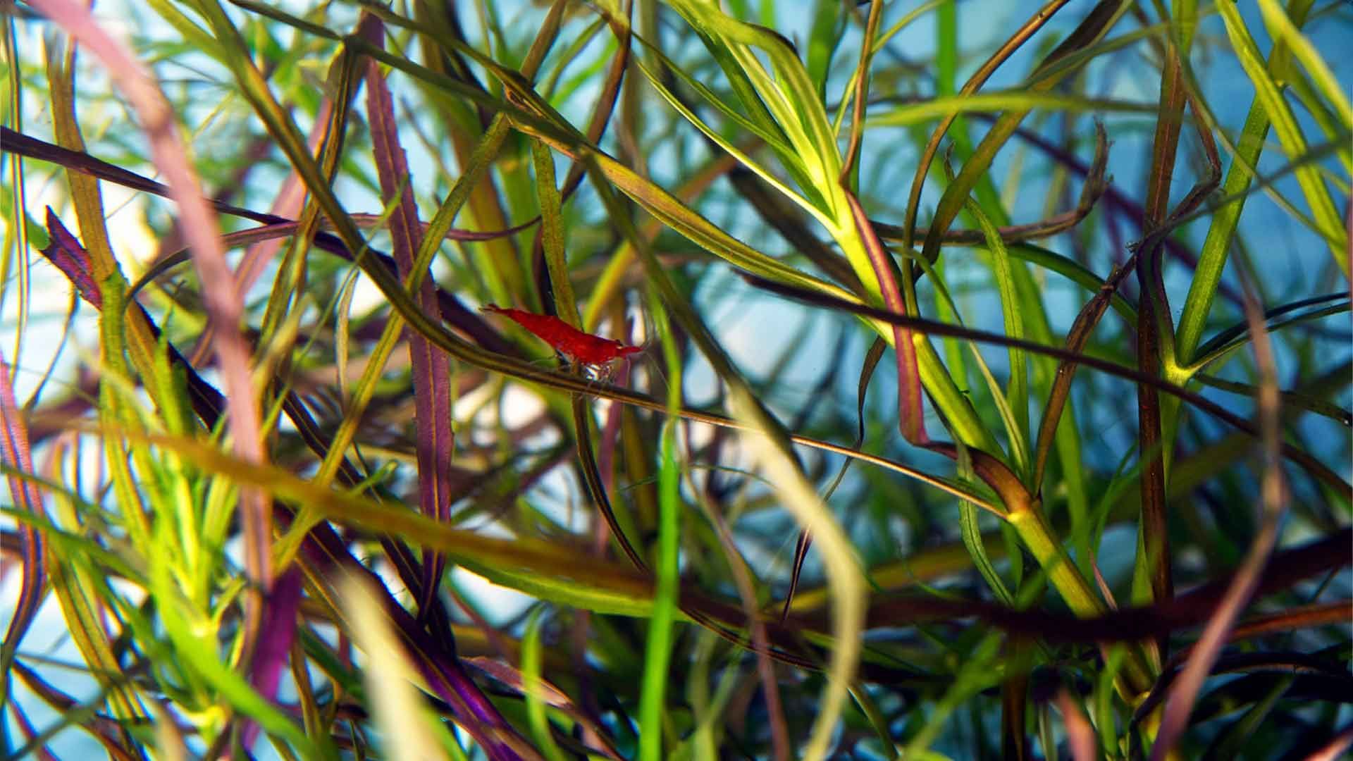 Cherry Shrimp