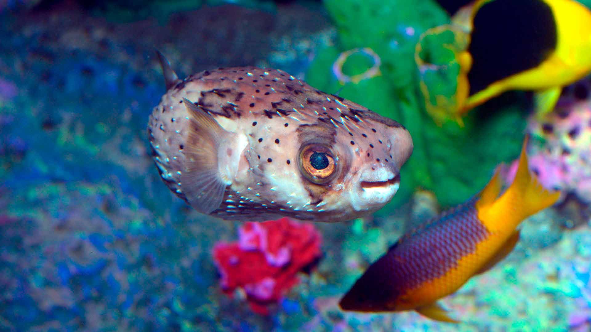 Freckled Porcupinefish