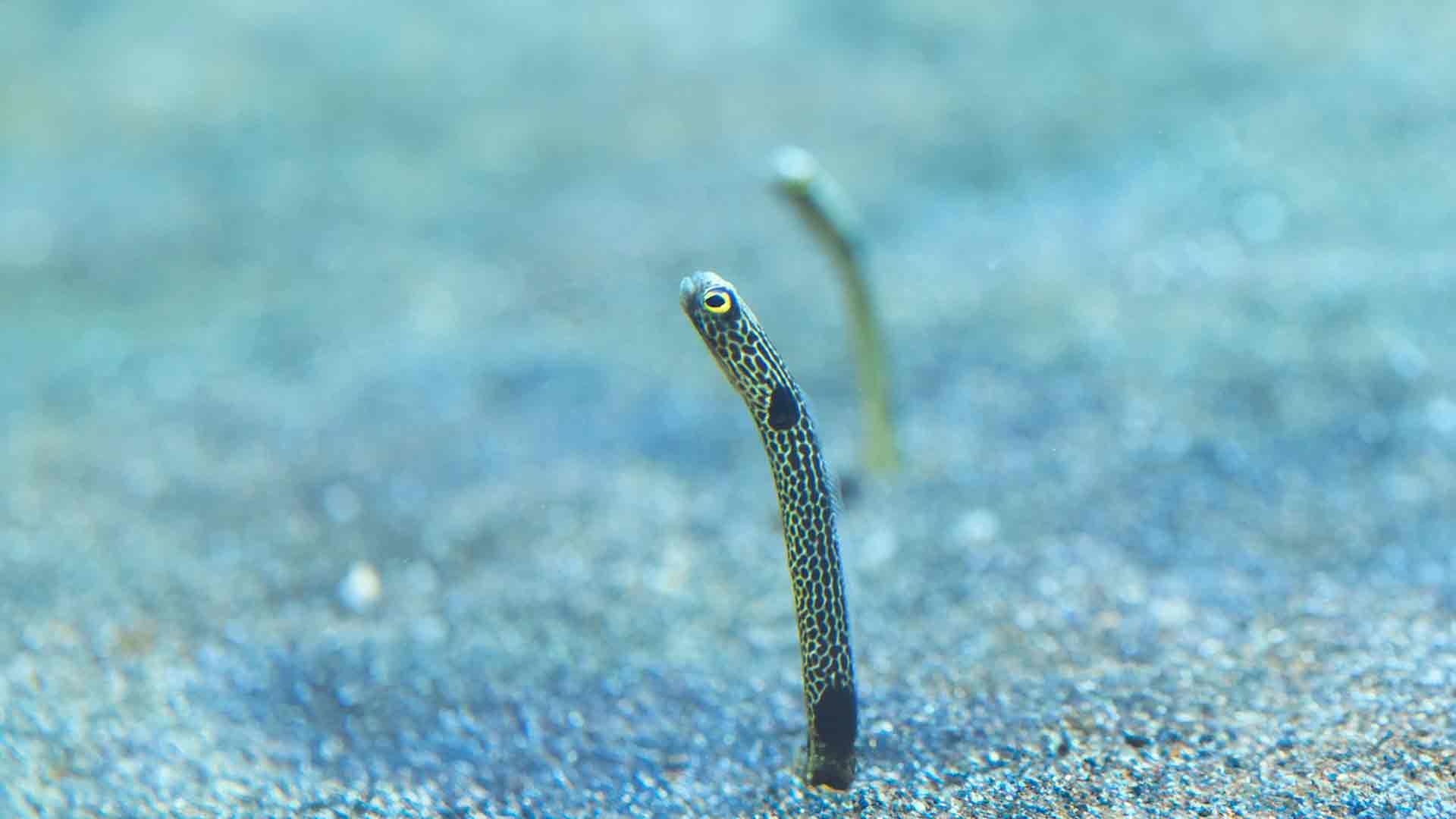 Garden Eel