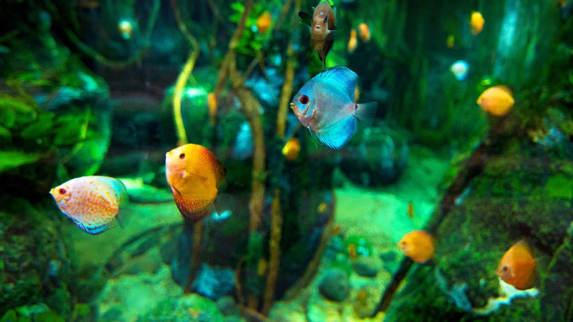 Discus Fish