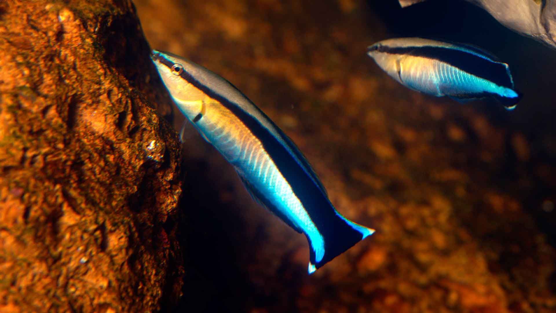 Lábrido Limpiador Azul Poema Del Mar Acuario Gran Canaria