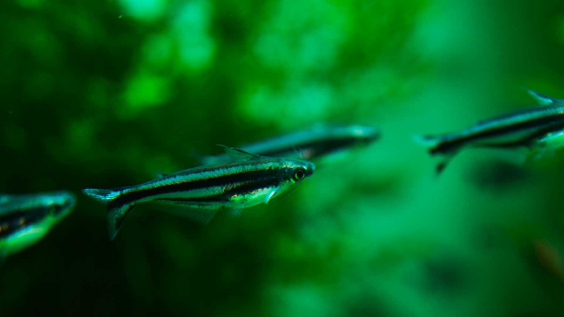 Striped Raphael Catfish