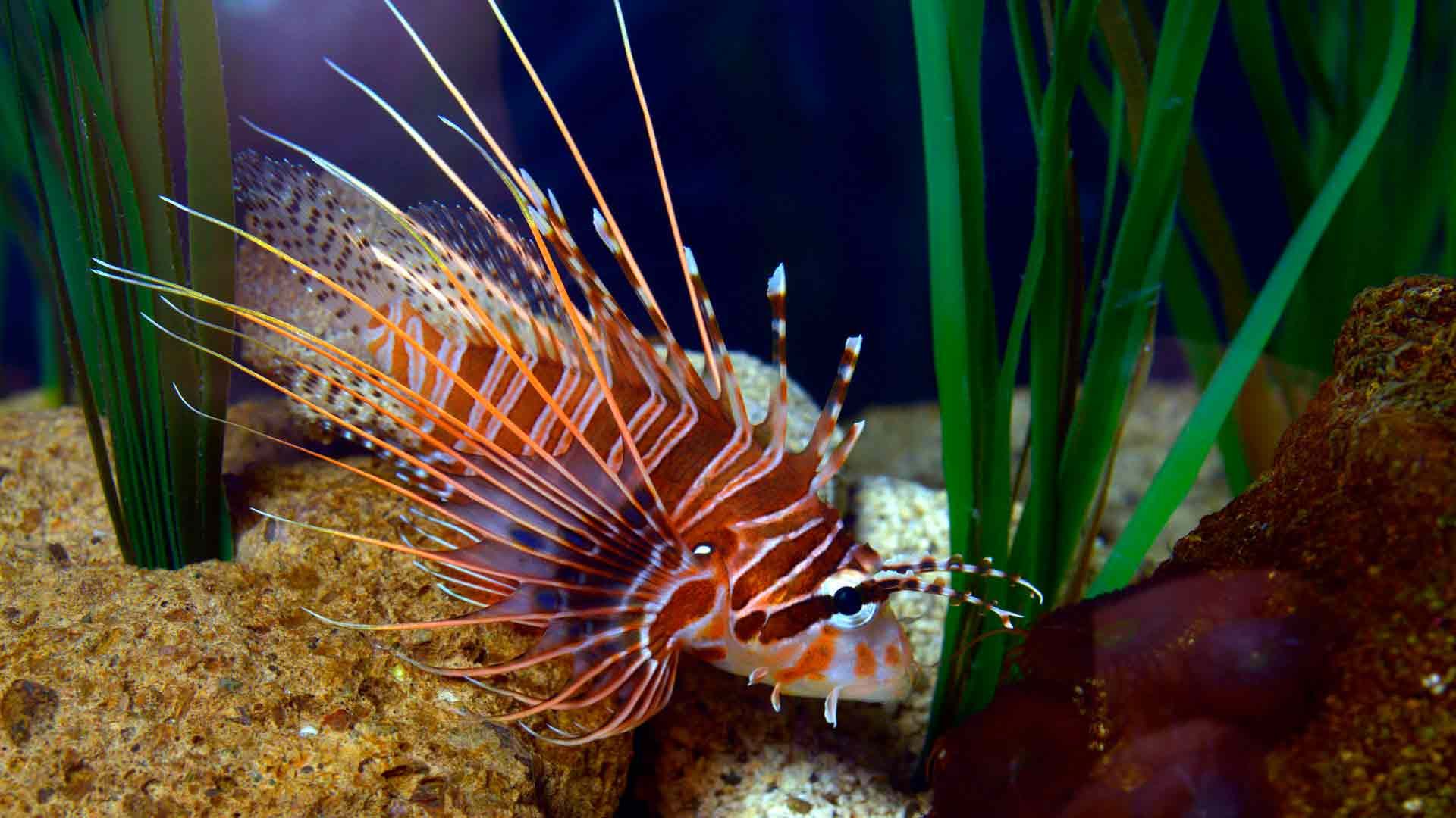 Lionfish