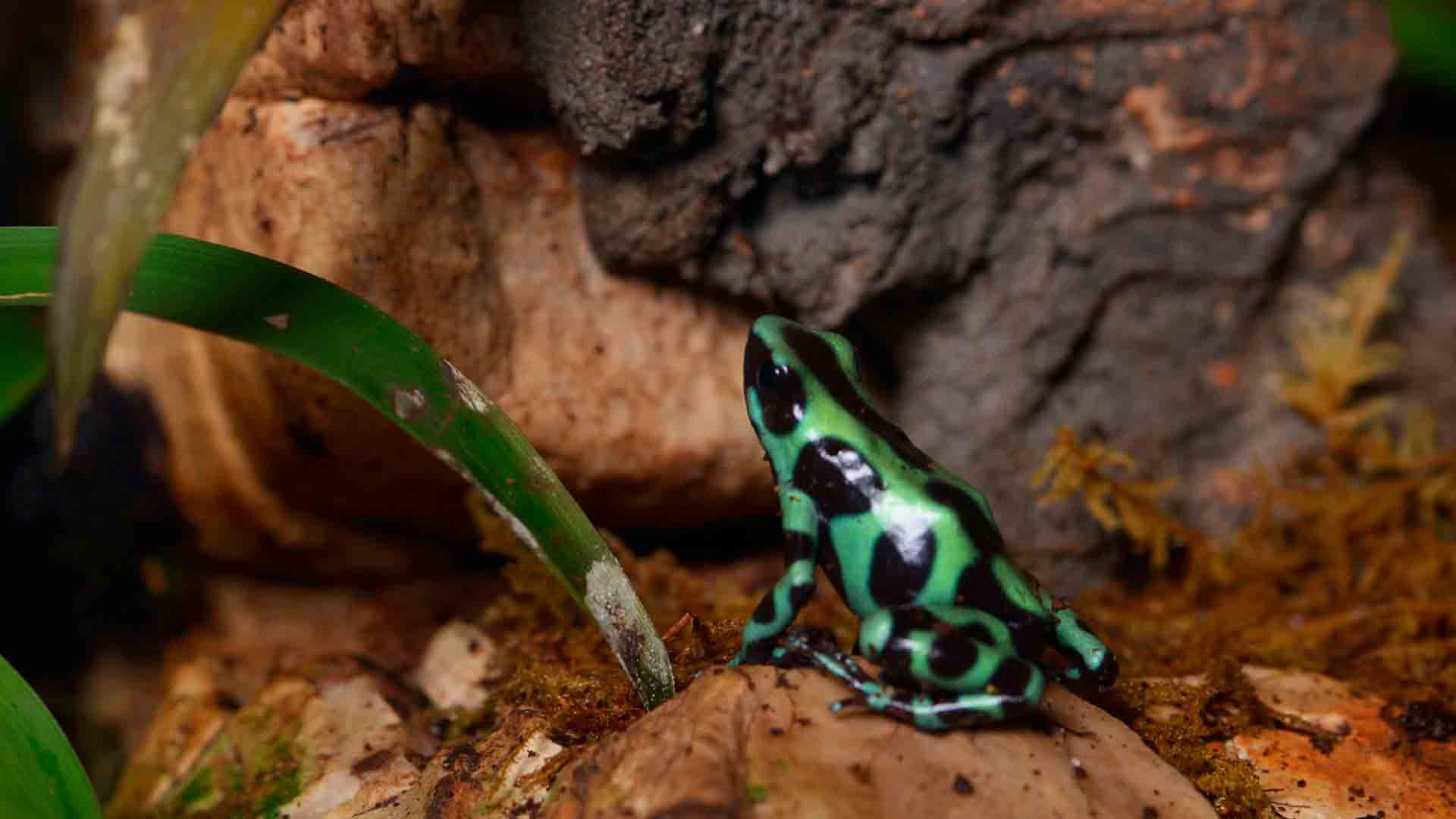 Green Black Posion Dart Frog