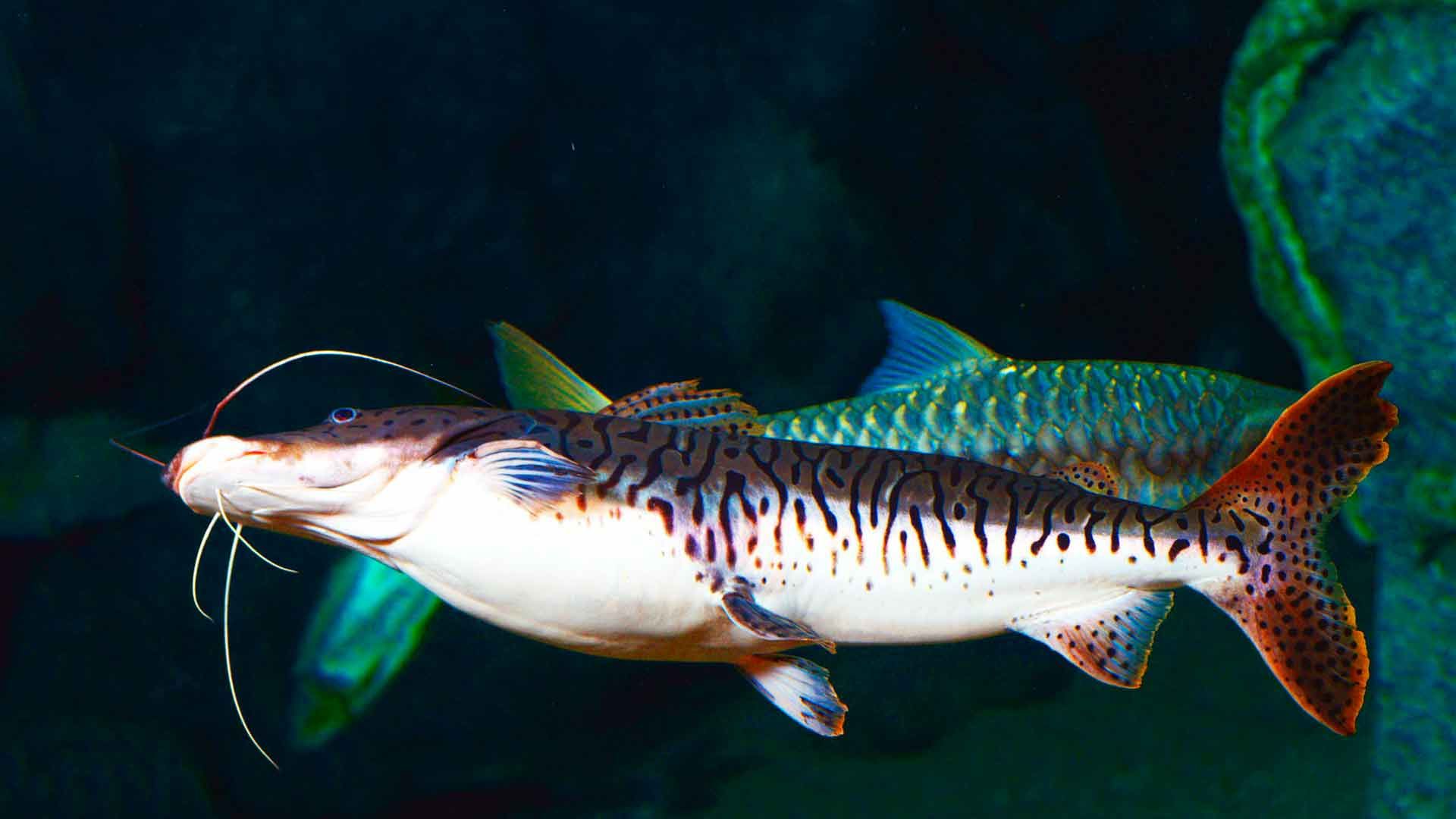 Tiger Shovelnose Catfish