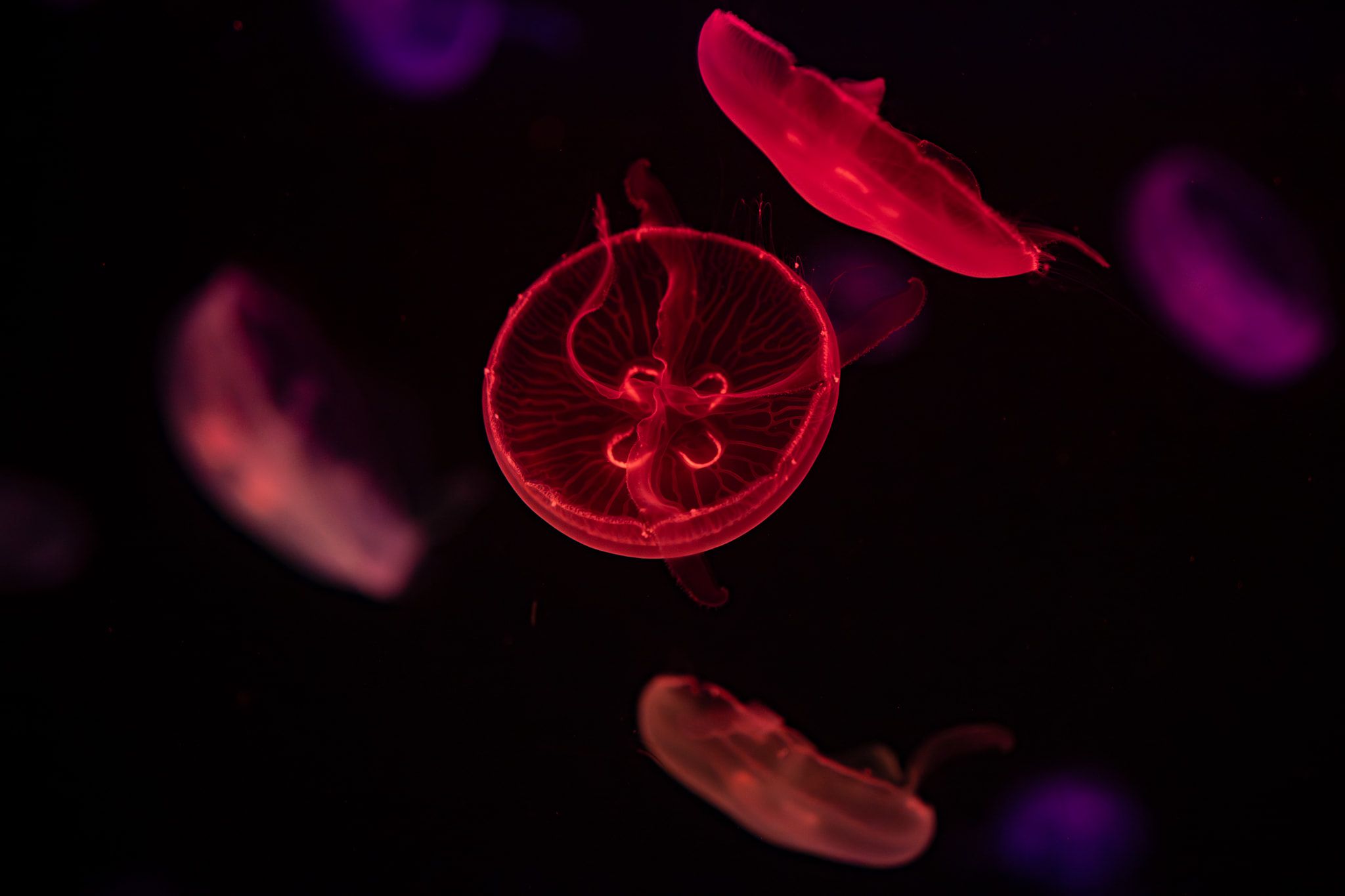 Medusa común (Aurelia aurita)