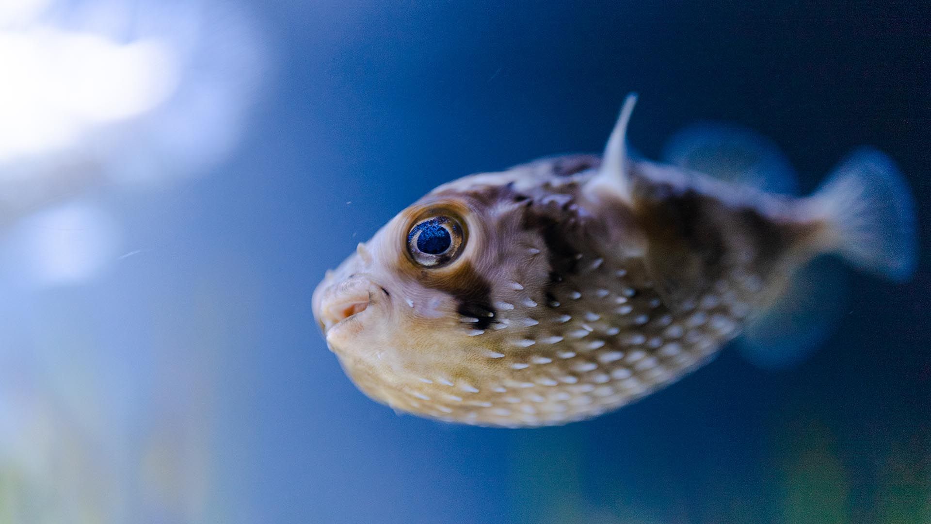 Braunflecken-Igelfisch Poema Del Mar Aquarium Gran Canaria