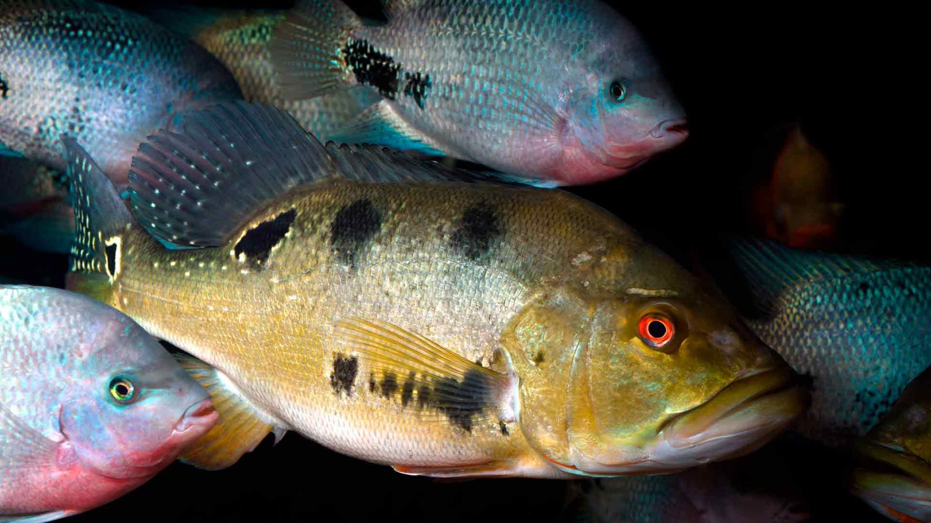 Butterfly Peacock Bass