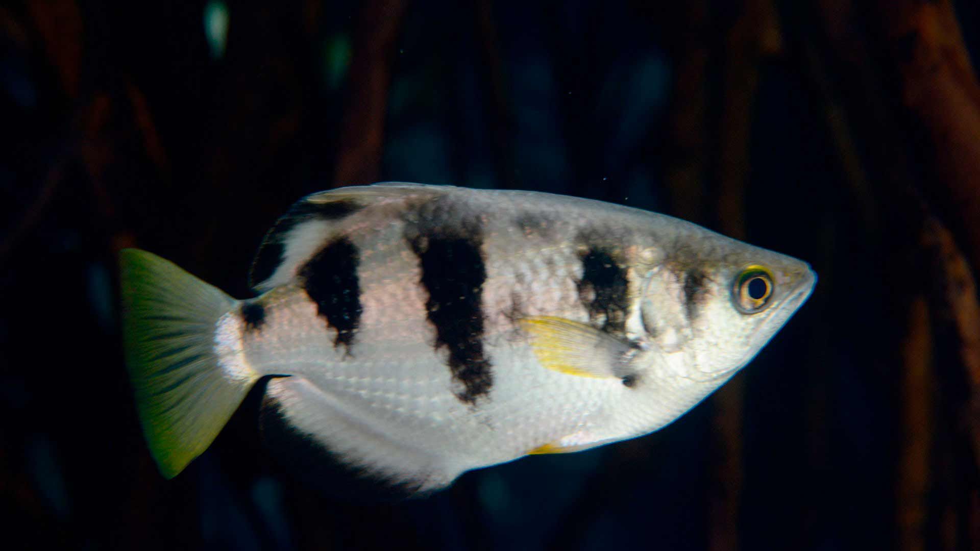 Archerfish