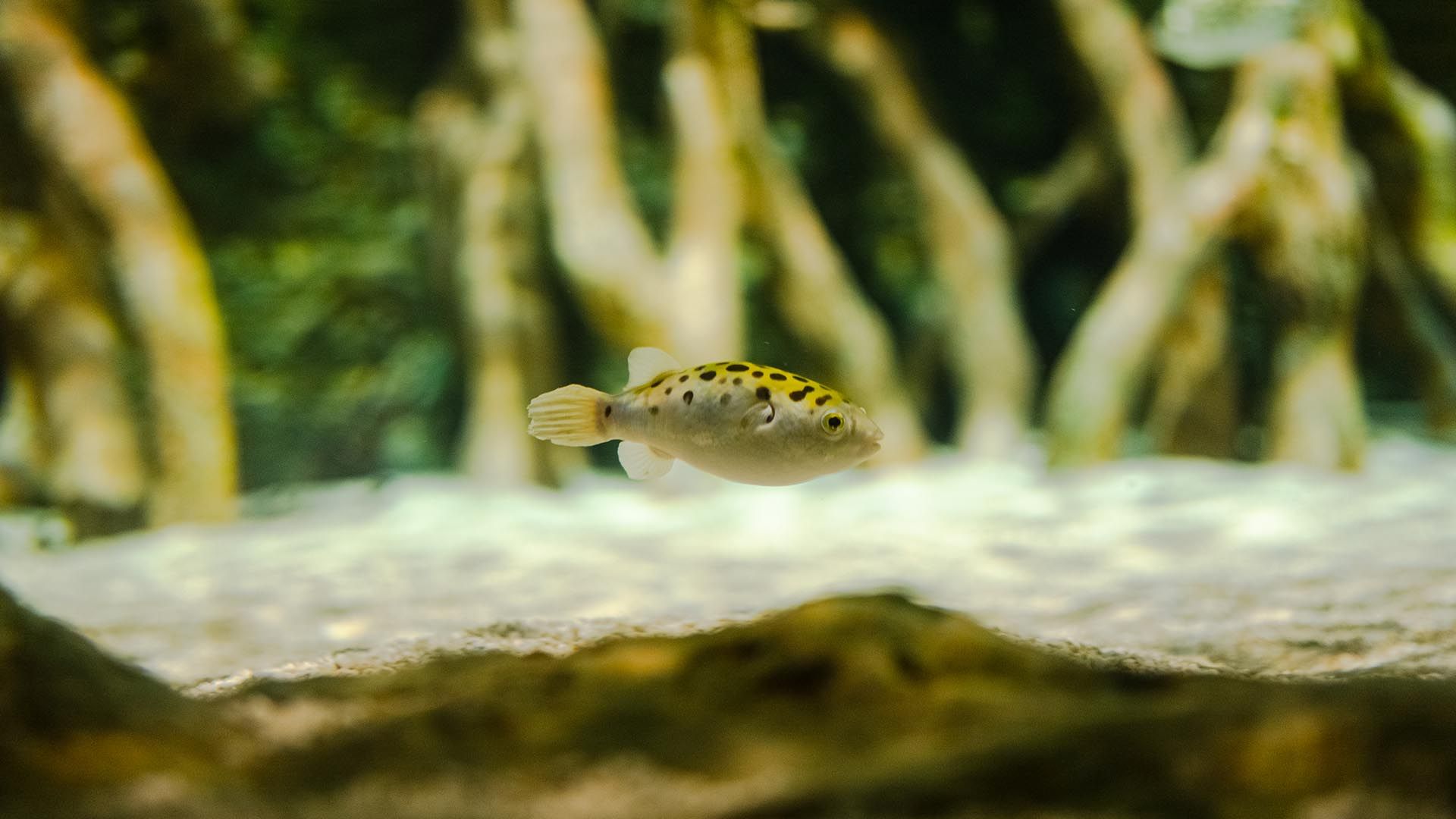 Puffer Verde Poema Del Mar Acuario Gran Canaria