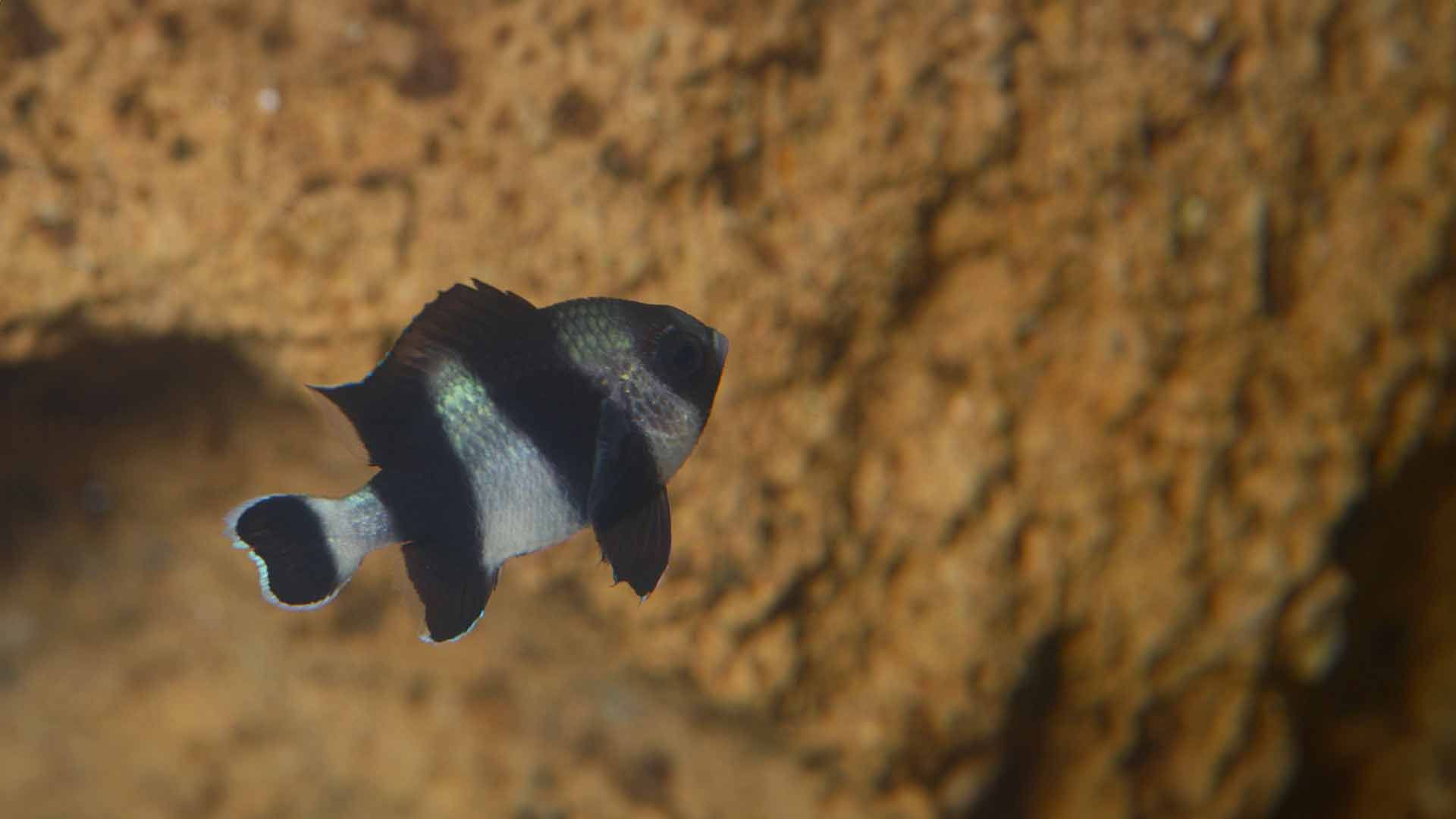 Three Striped Damselfish