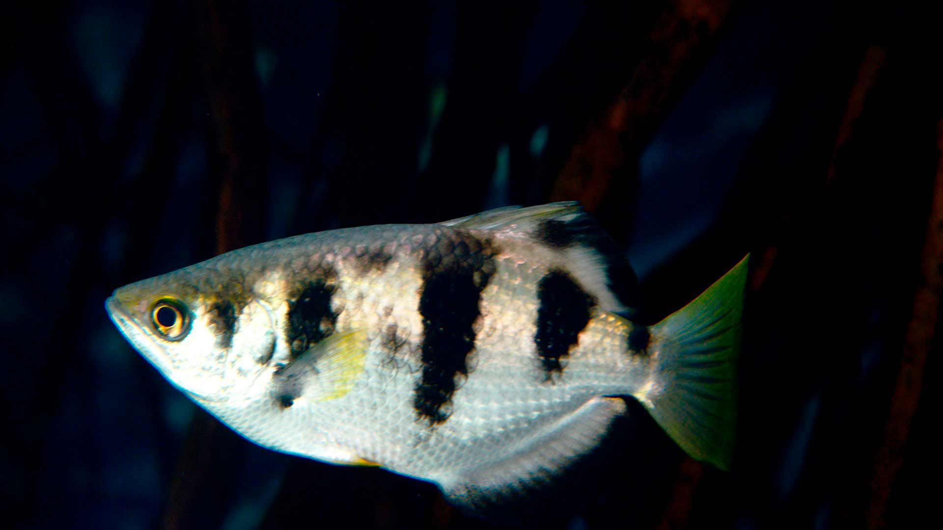 Pez Arquero Poema Del Mar Acuario Gran Canaria