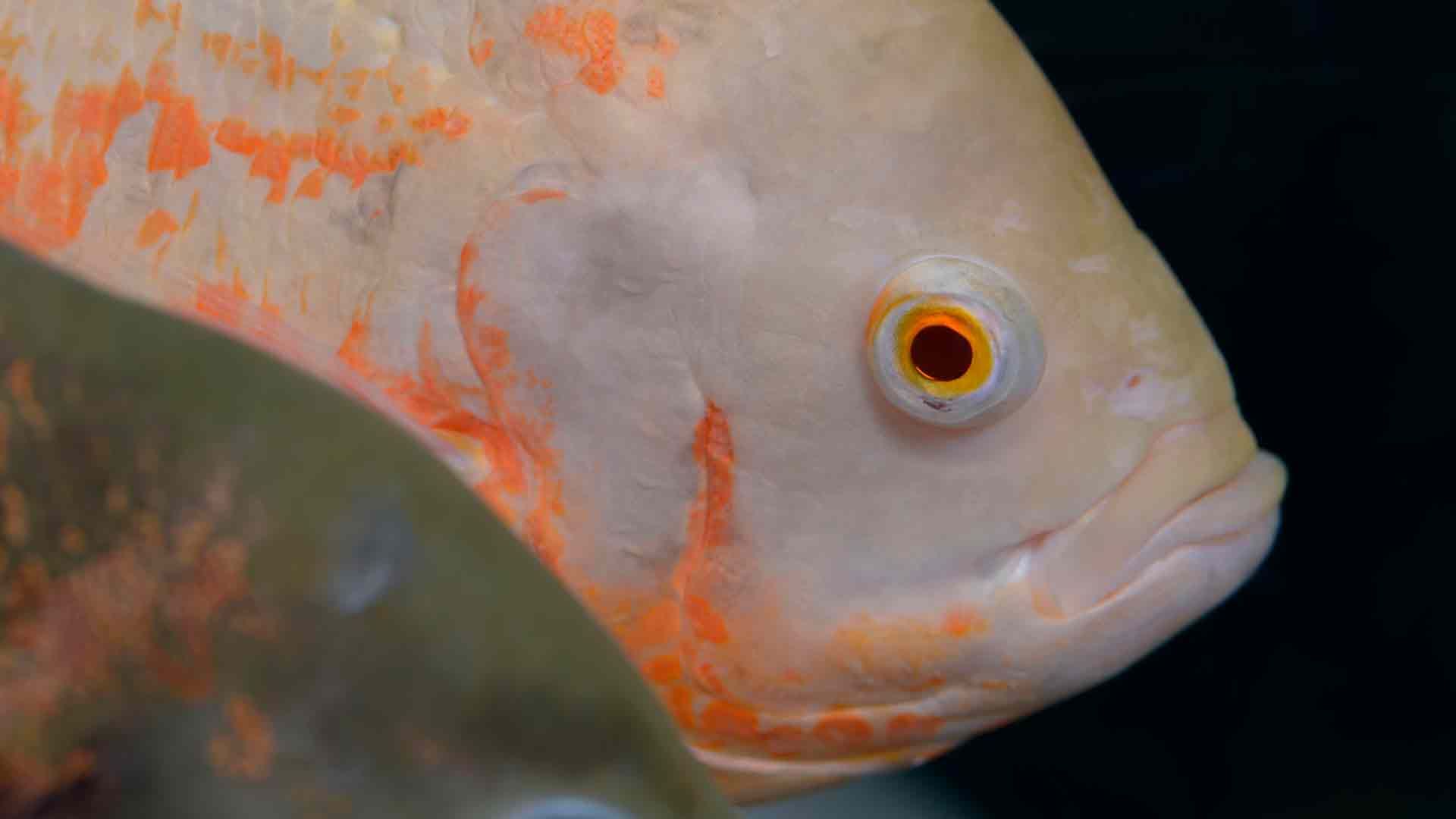 Marble Cichlid