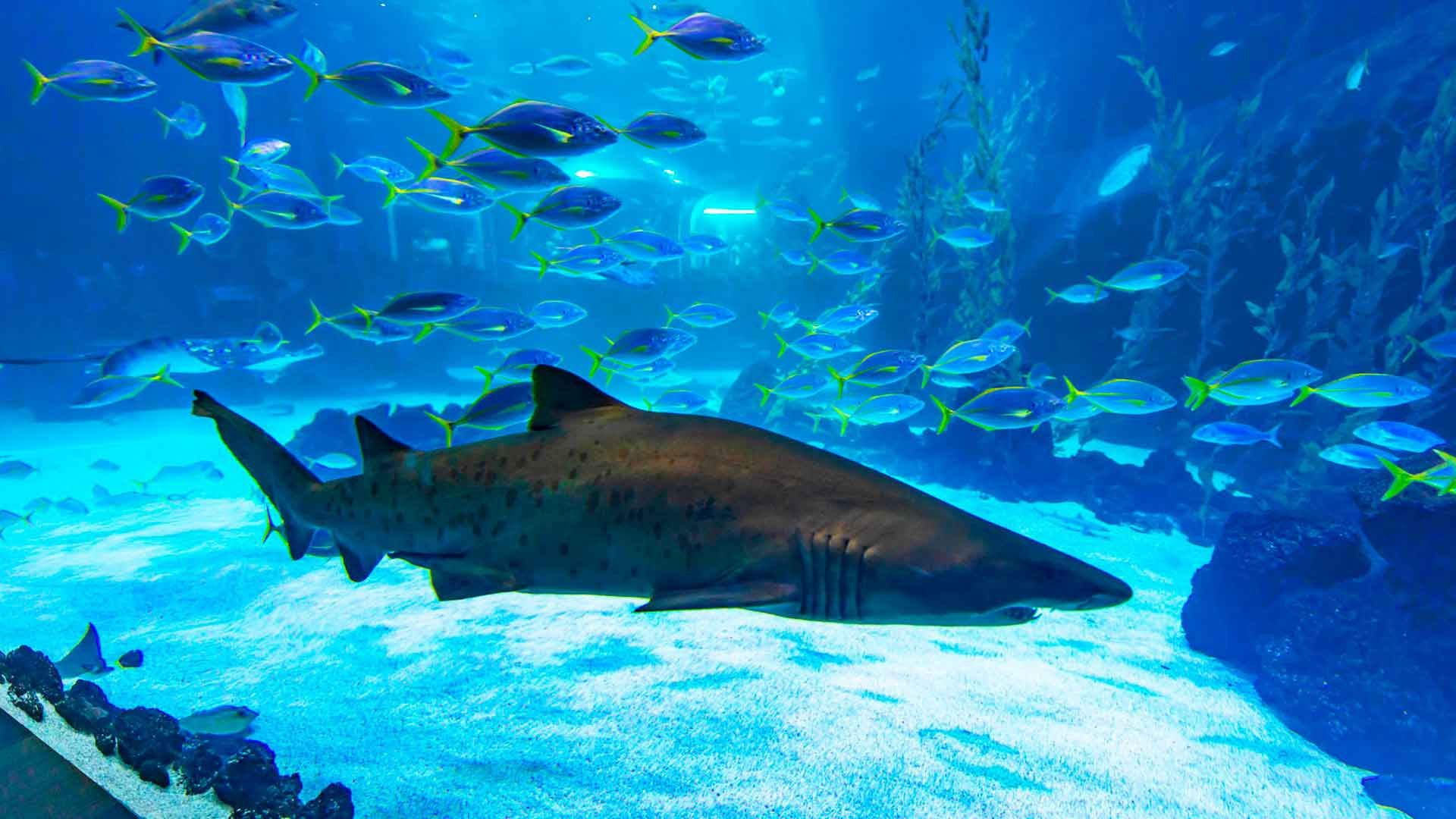 Sand Tiger Shark