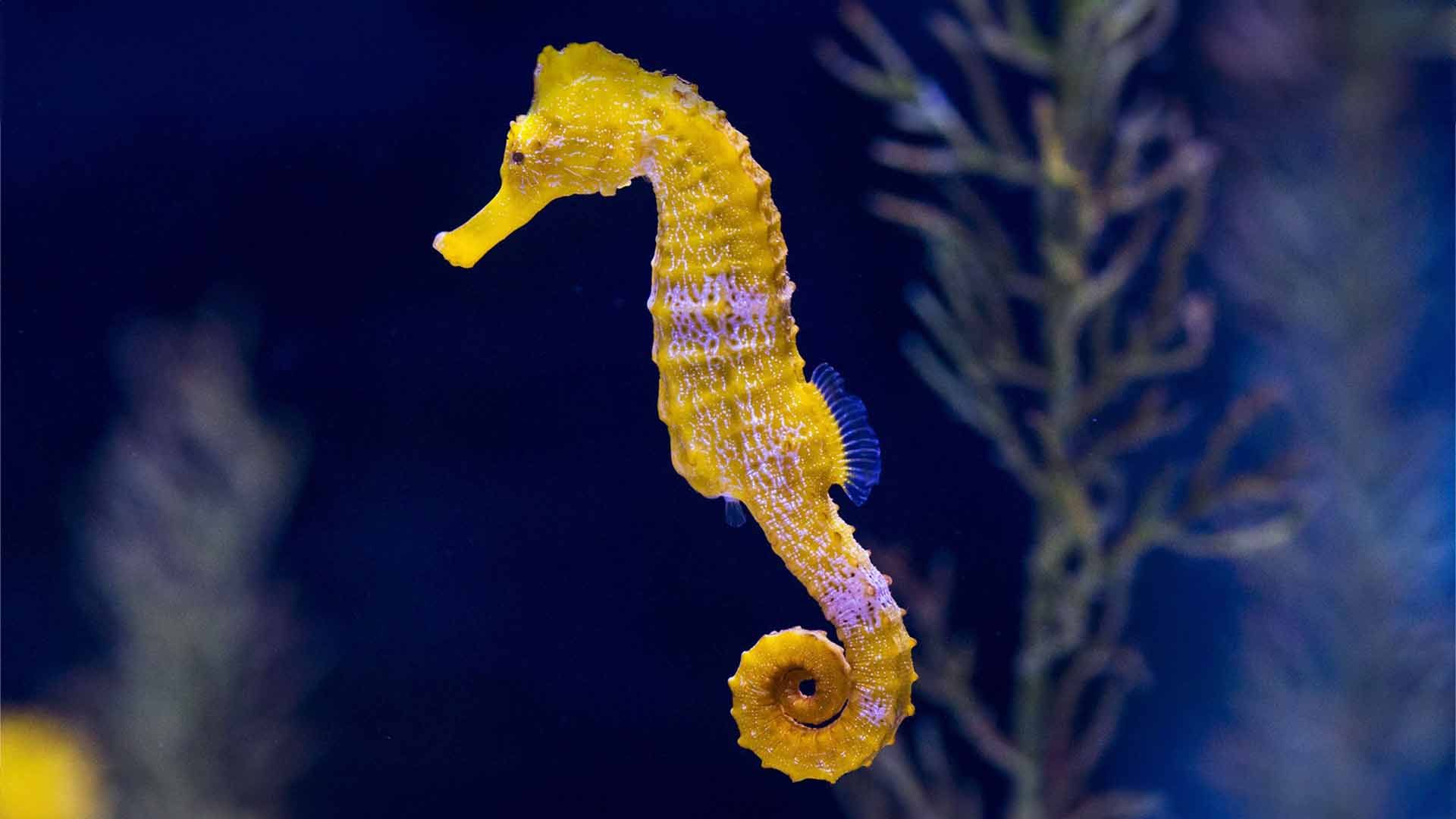 Longsnout Seahorse Poema Del Mar Aquarium Gran Canaria