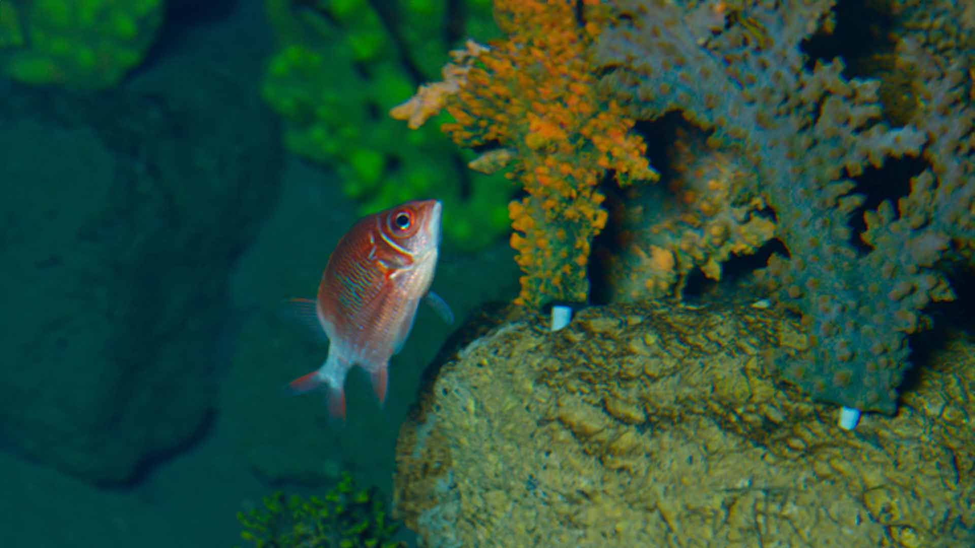 Silverspot Squirrelfish