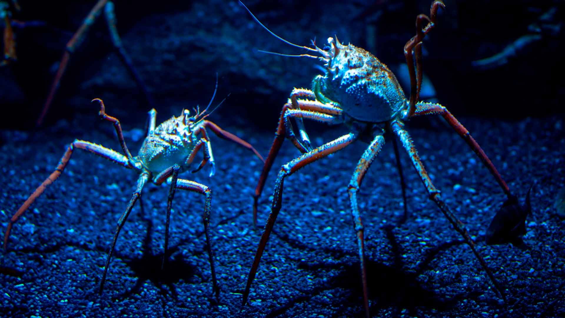 Giant Spider Crab