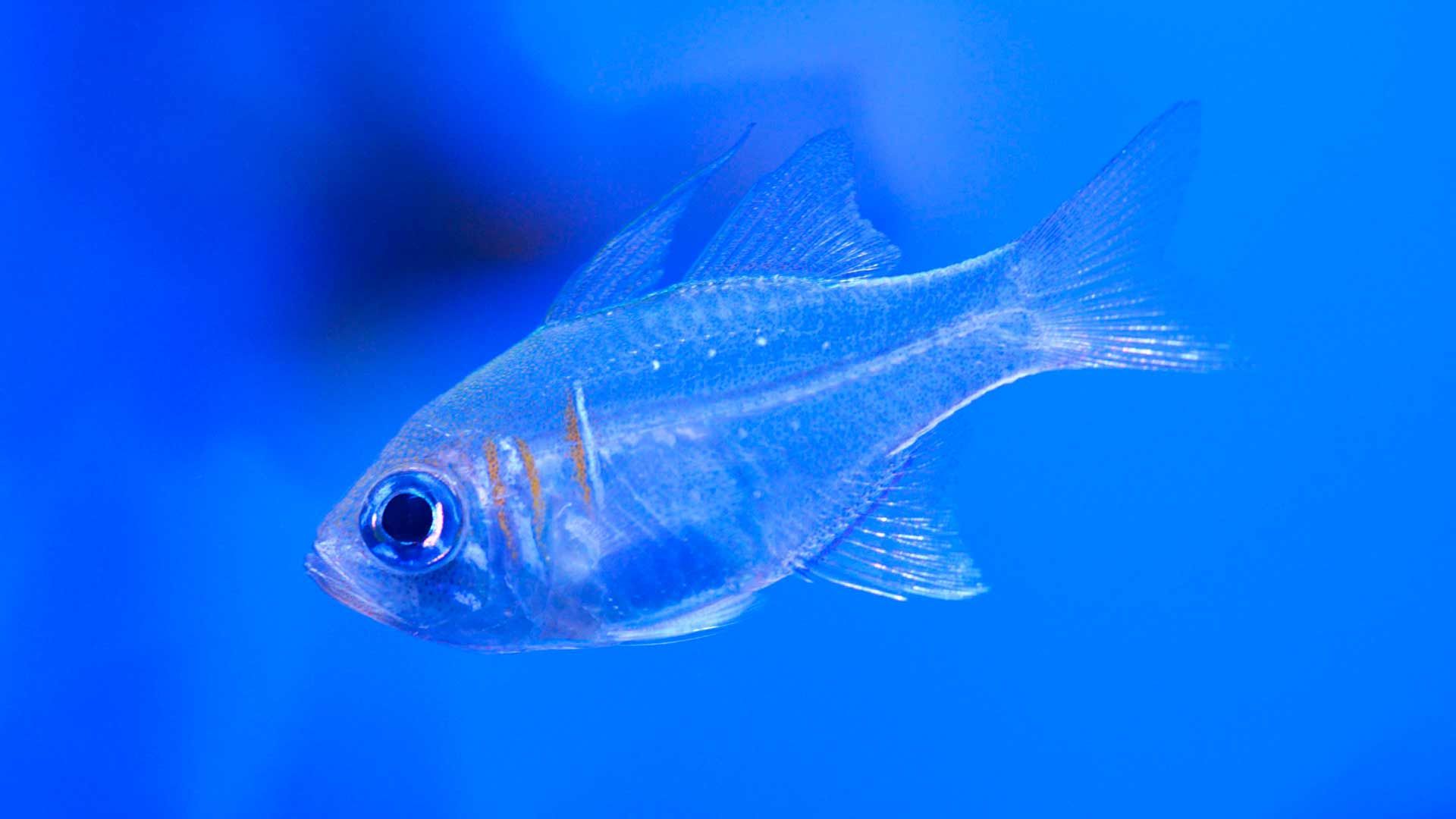 Blue Striped Cardinal Fish