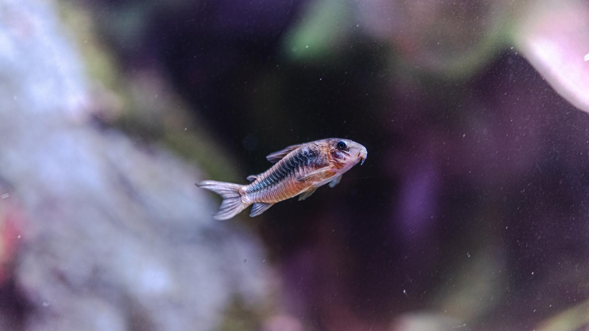 Bronze corydoras Poema del Mar Aquarium Gran Canaria