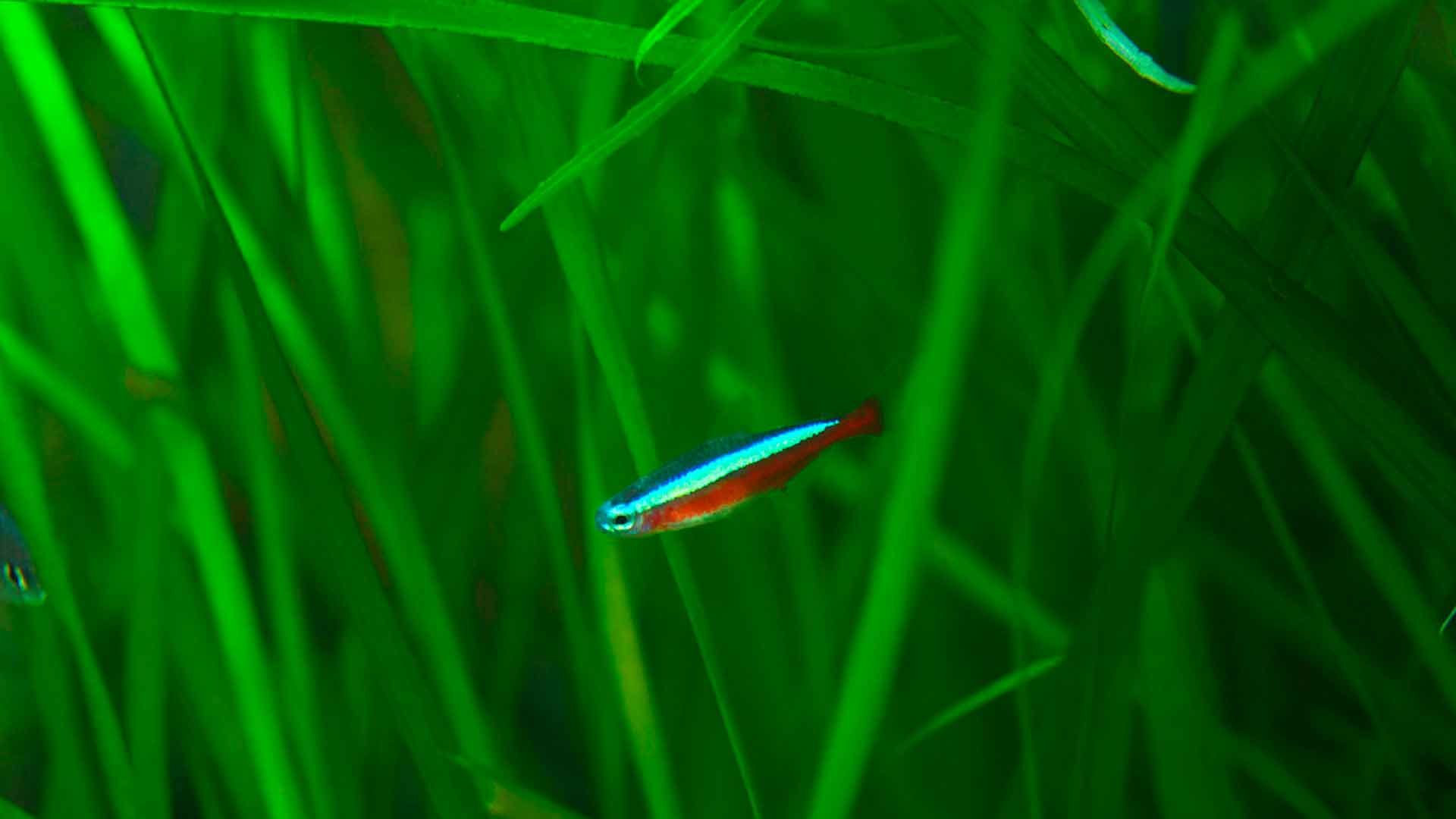 Cardinal Tetra