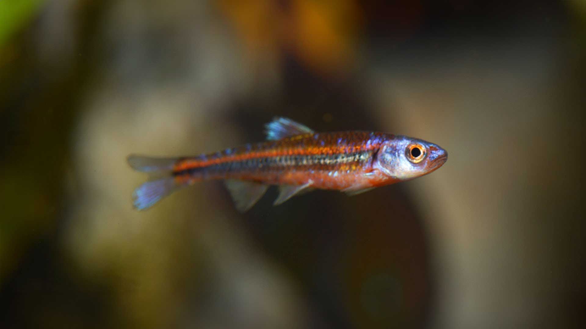 Barbo Arcoiris