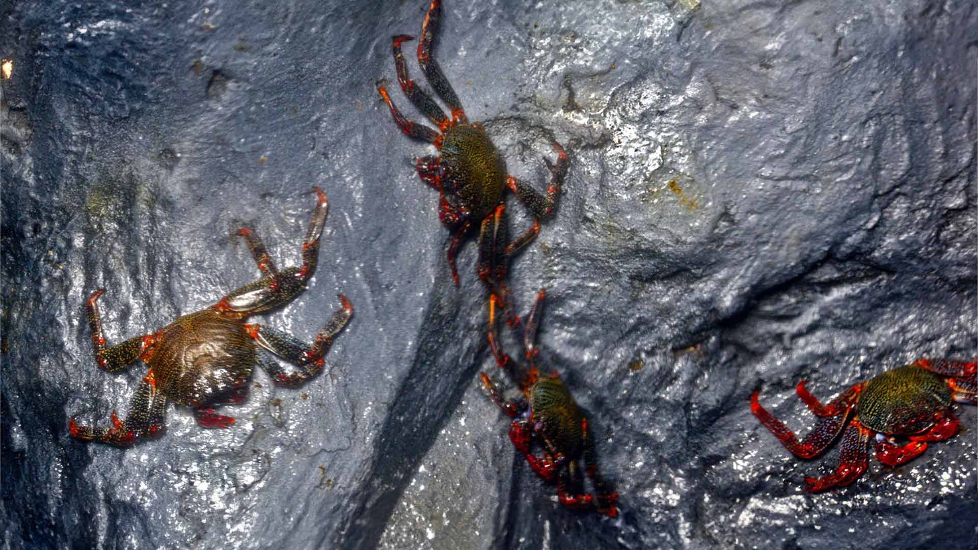 Florida Stone Crabs