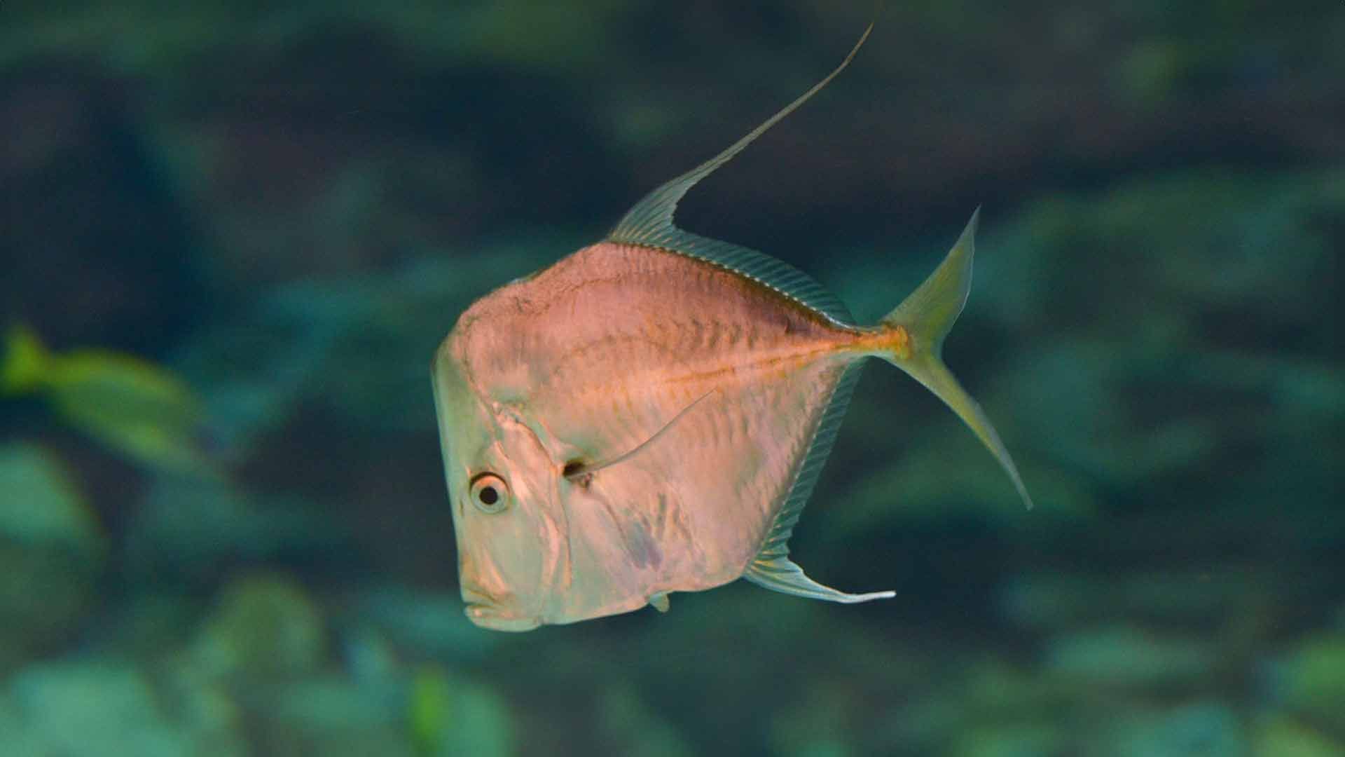 Lookdown Poema Del Mar Aquarium Gran Canaria