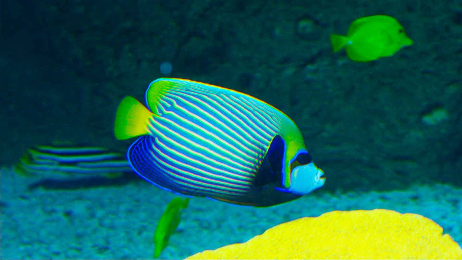 Imperator-Kaiserfisch Poema Del Mar Aquarium Gran Canaria