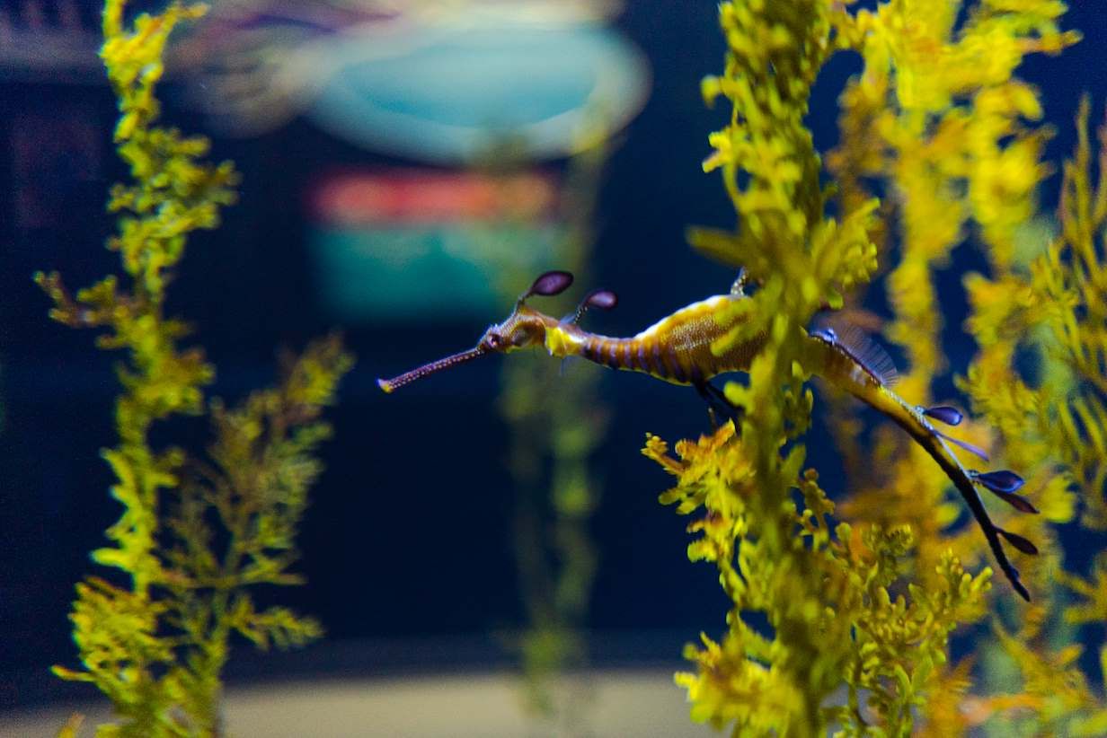 Phyllopteryx taeniolatus