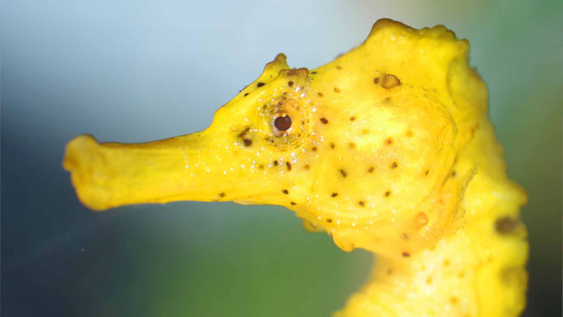 Longsnout Seahorse